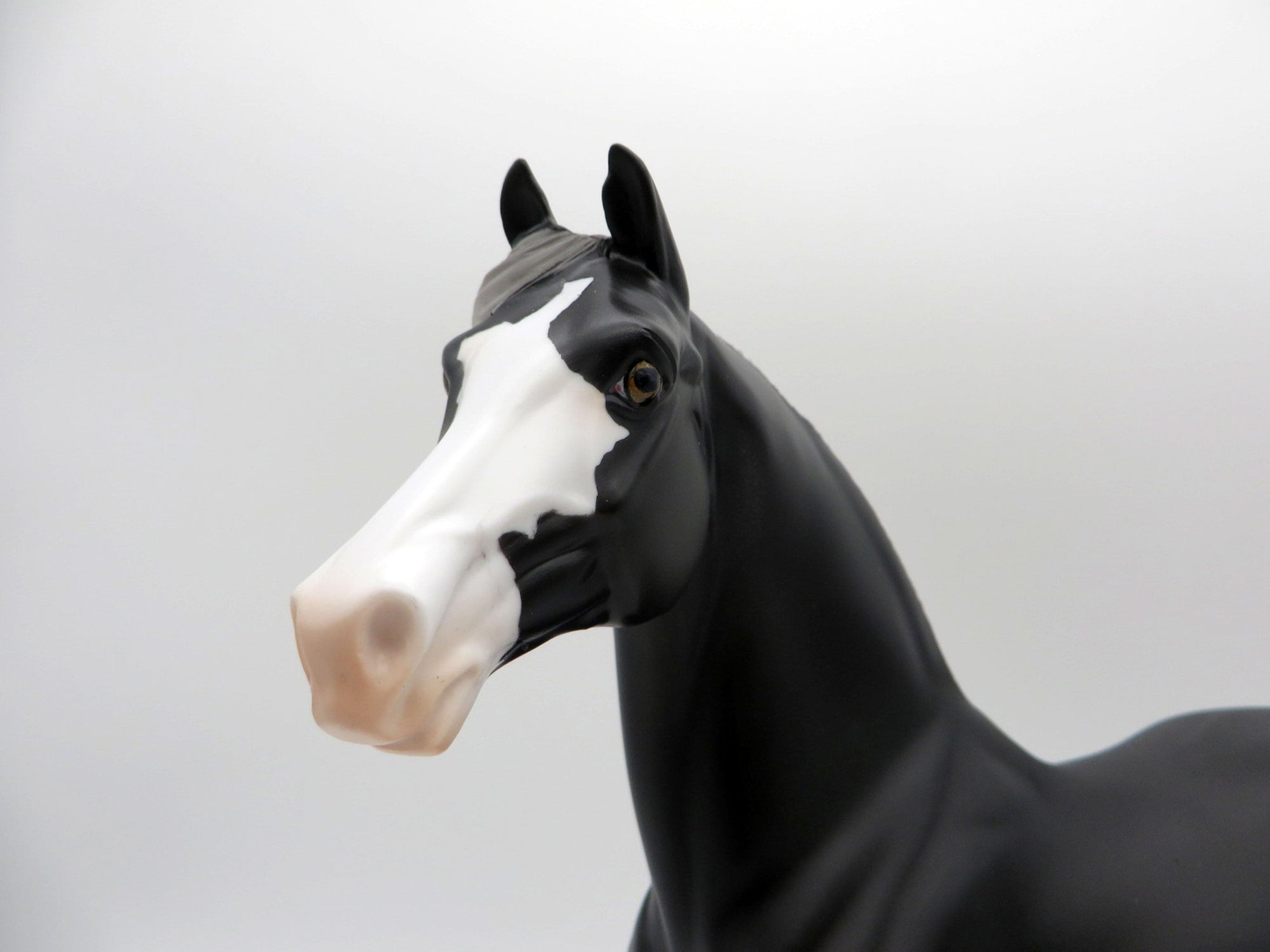 Scorpius-OOAK Black Pinto Morgan SHCF 2021