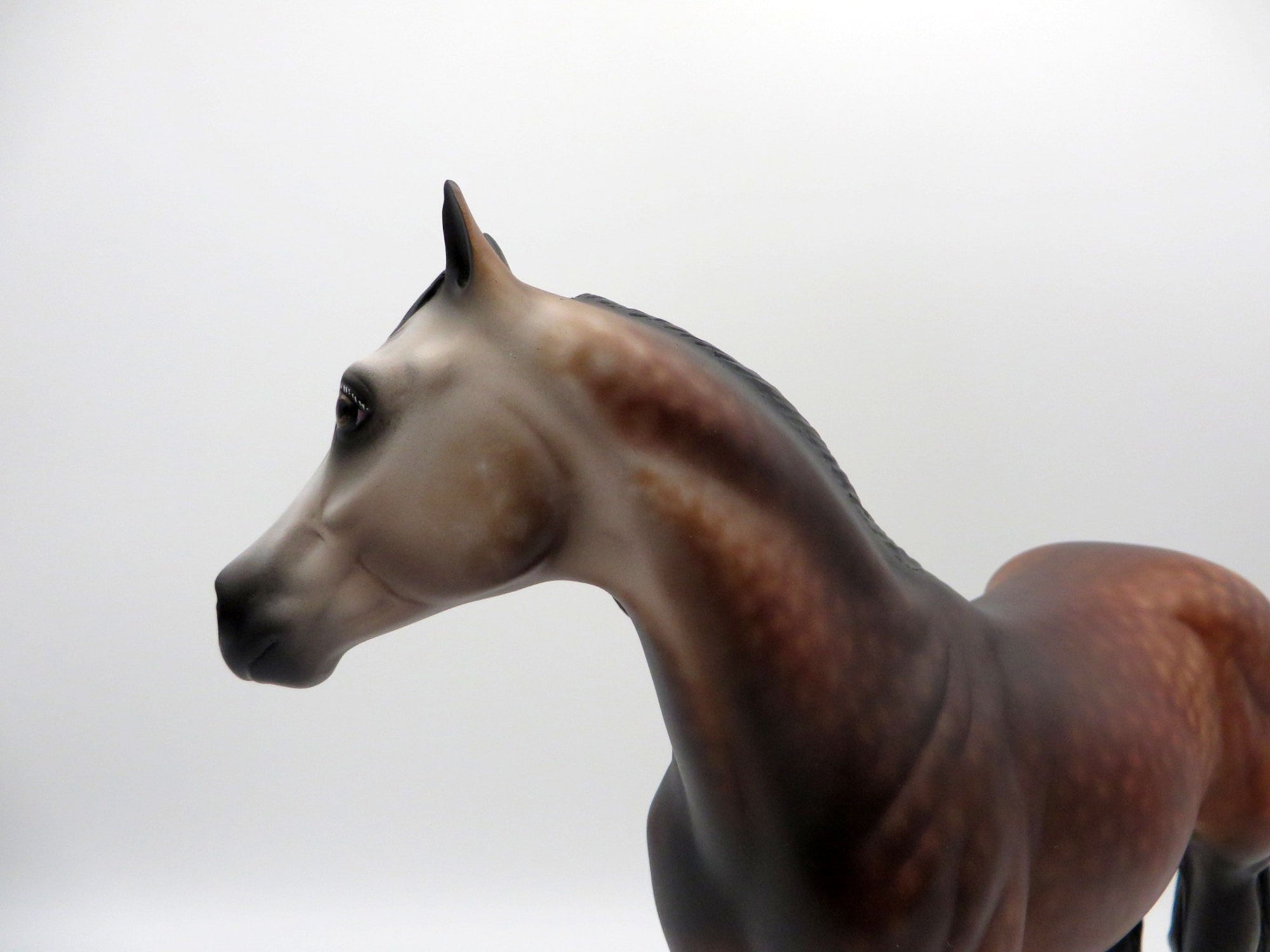 Screamin Swing-OOAK Dapple Bay going Grey ISH SHCF 21