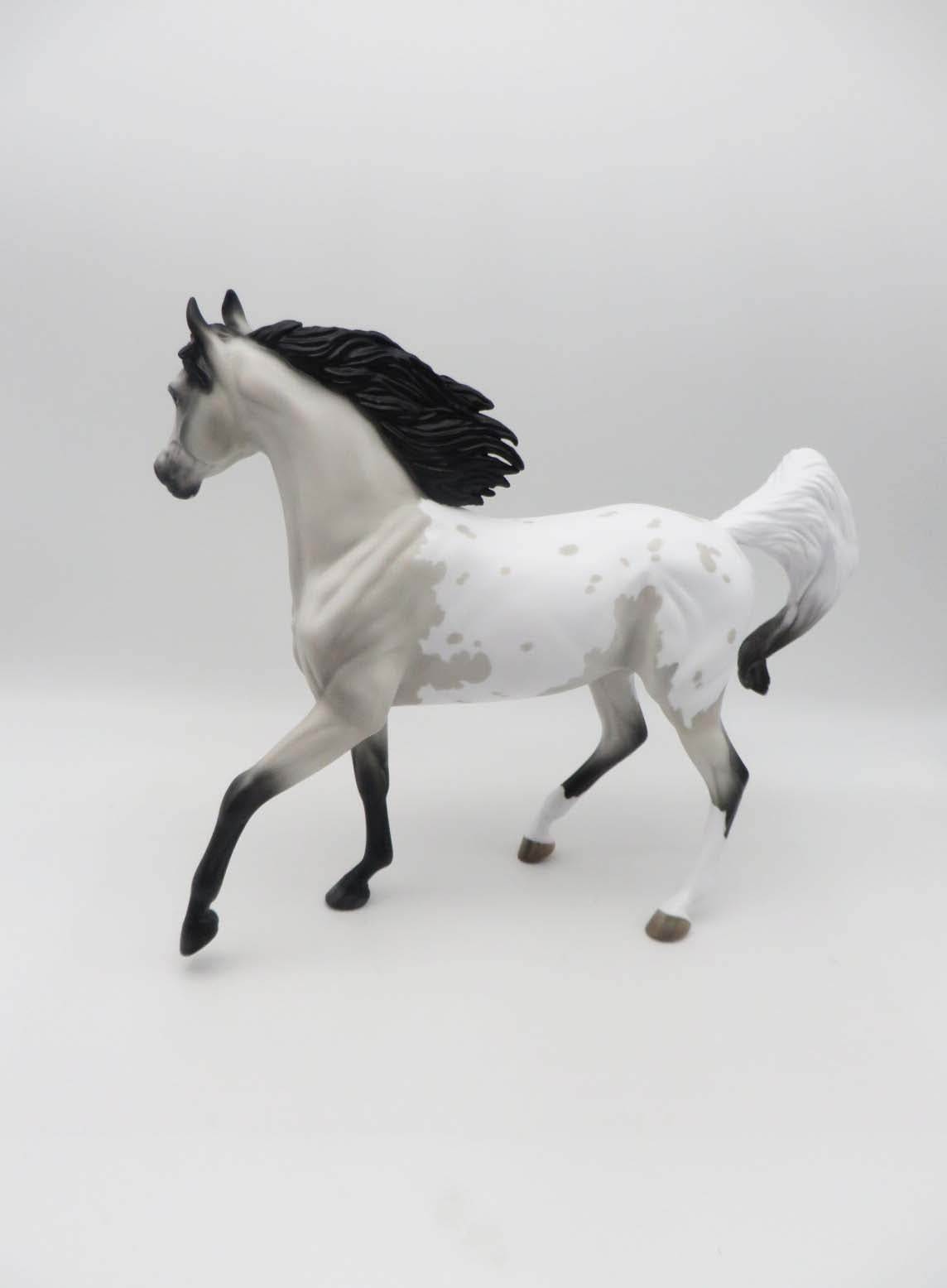 Shelby Grey Appaloosa Arab Mare By Jess Hamill SHCF23