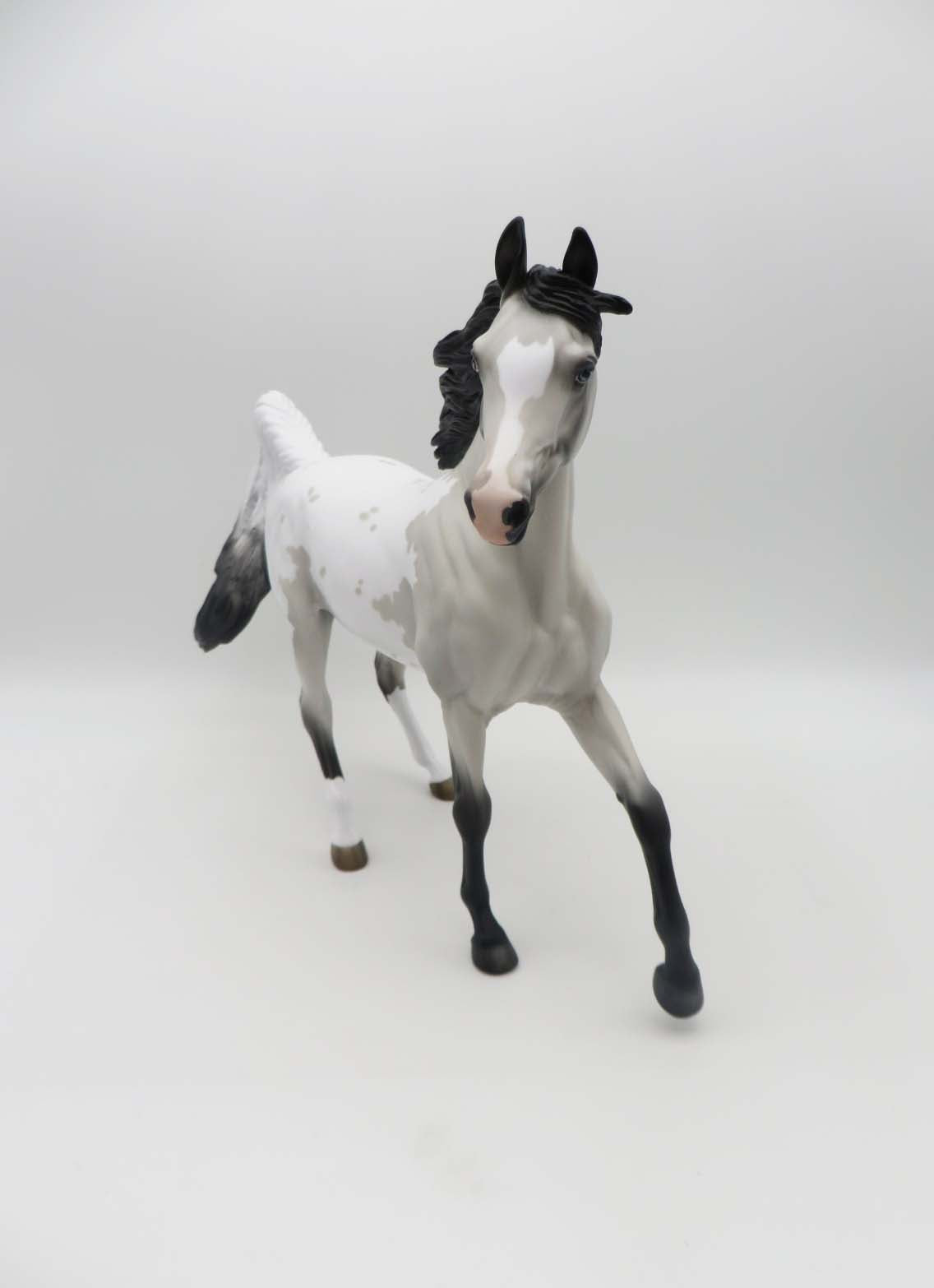 Shelby Grey Appaloosa Arab Mare By Jess Hamill SHCF23