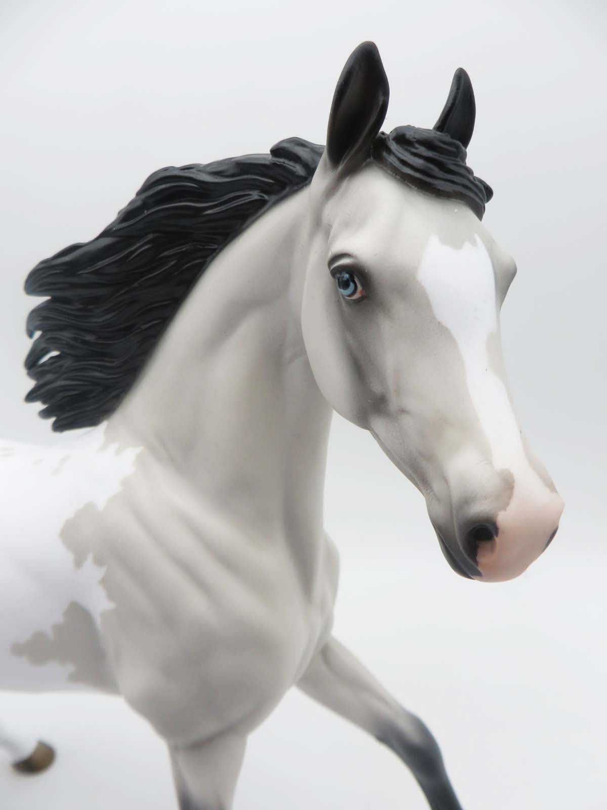 Shelby Grey Appaloosa Arab Mare By Jess Hamill SHCF23