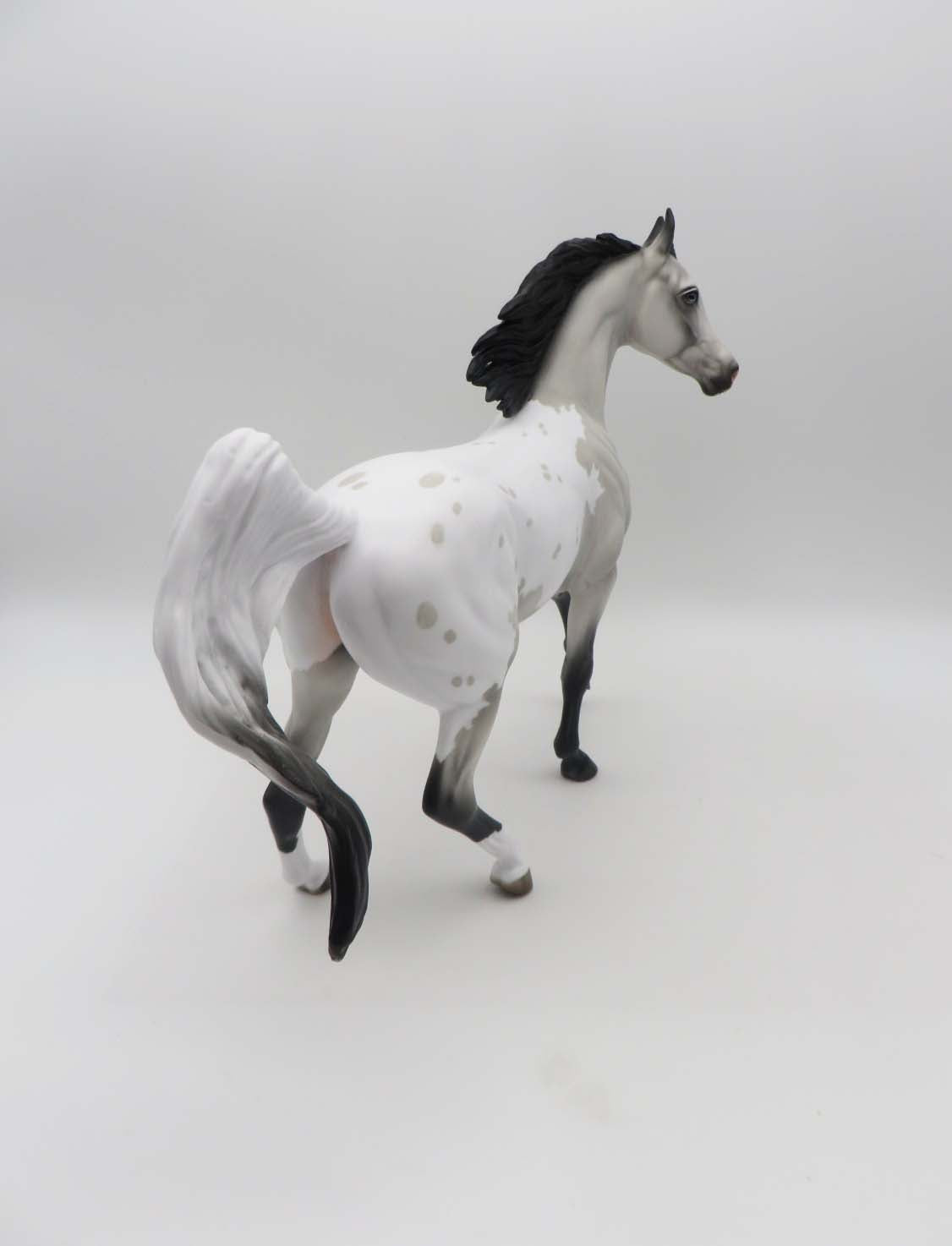 Shelby Grey Appaloosa Arab Mare By Jess Hamill SHCF23