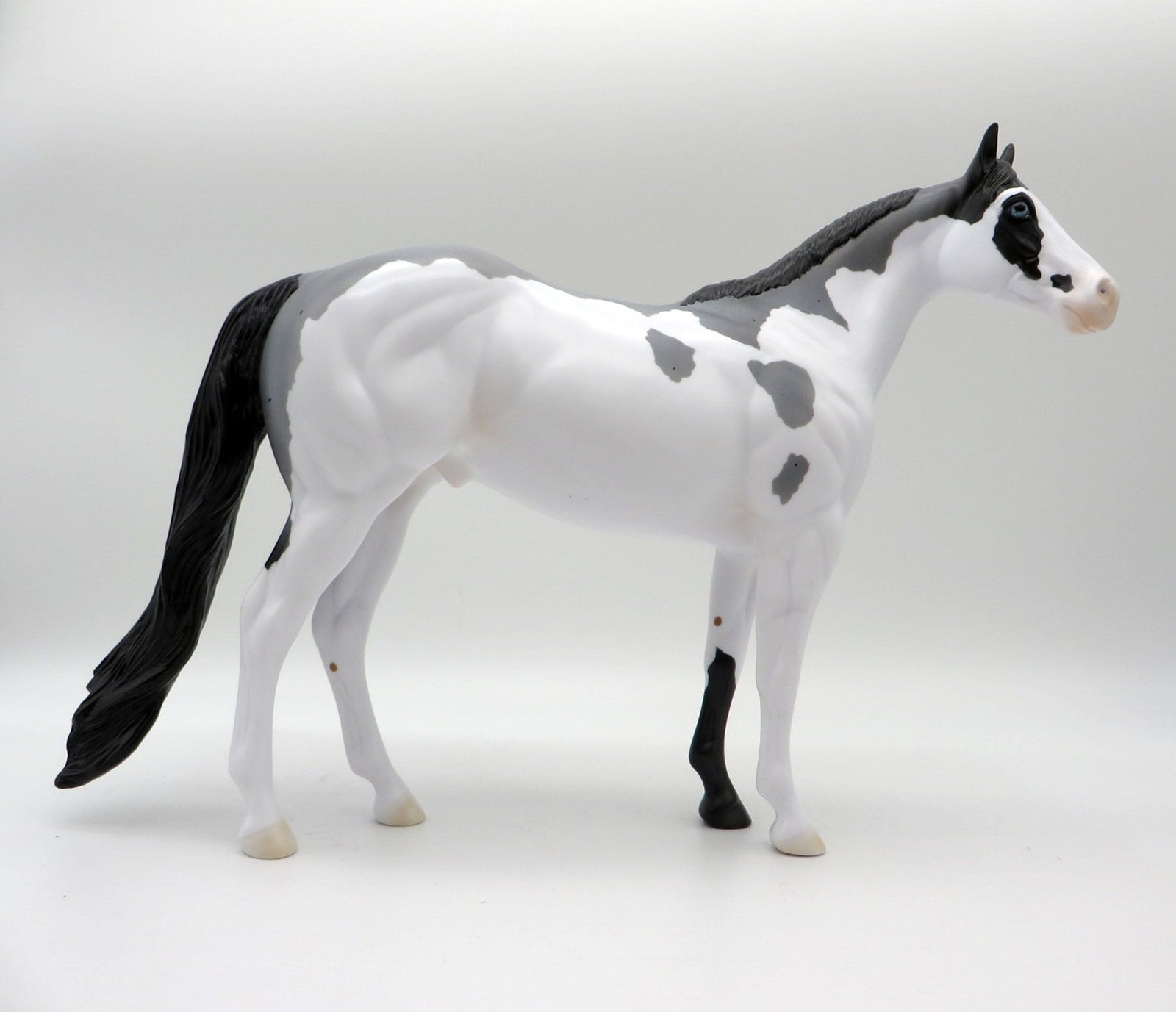 Shotgun-LE-5 Blue Roan Splash Overo ISH 5/21/21