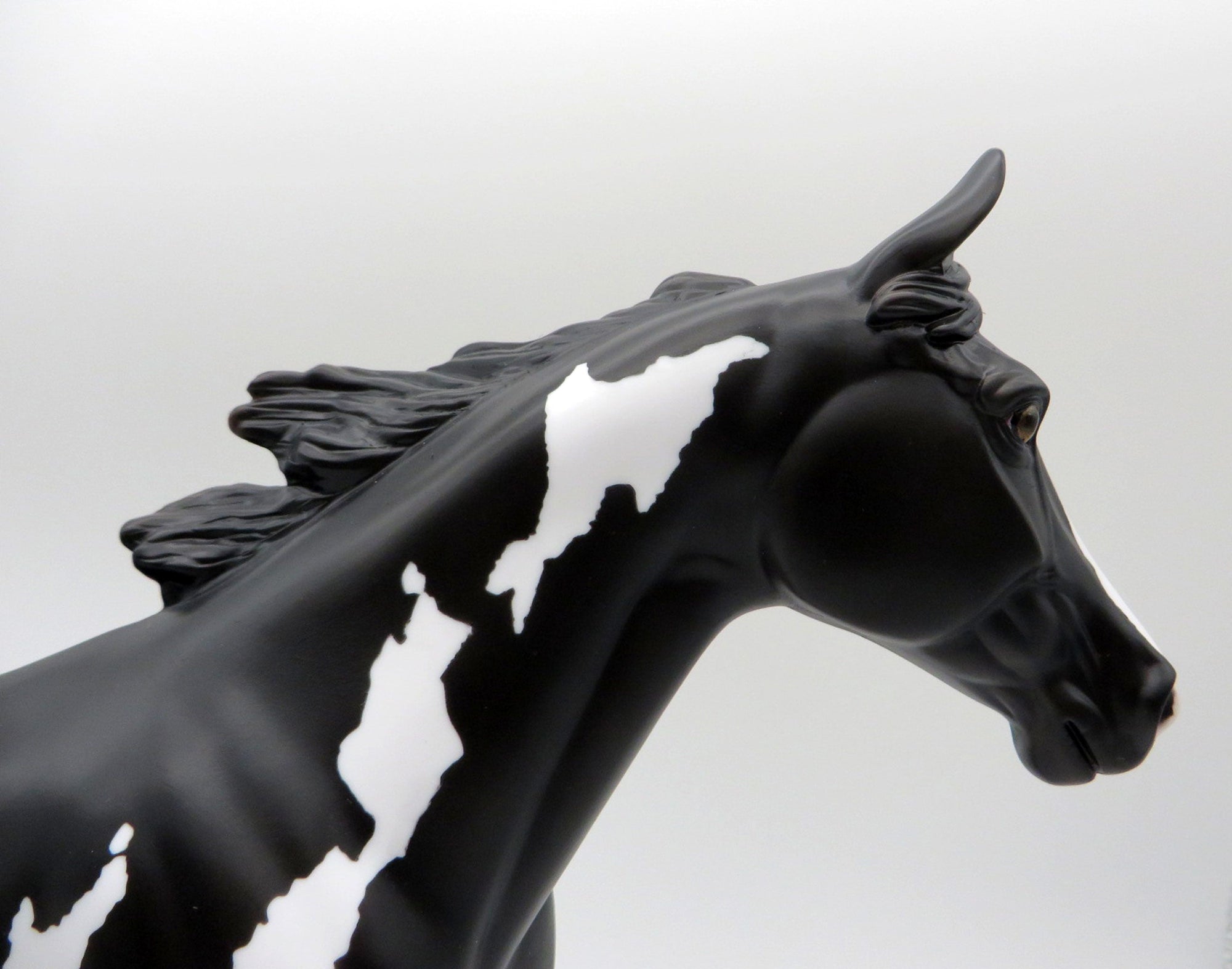 Sirroco-LE5-Black and White Overo Palouse 5/21/21