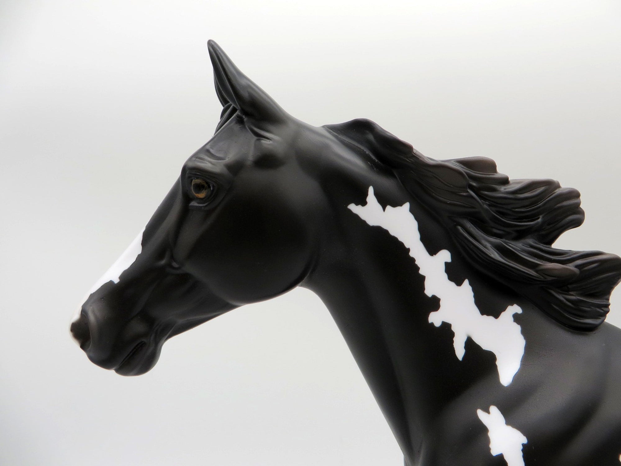 Sirroco-LE5-Black and White Overo Palouse 5/21/21