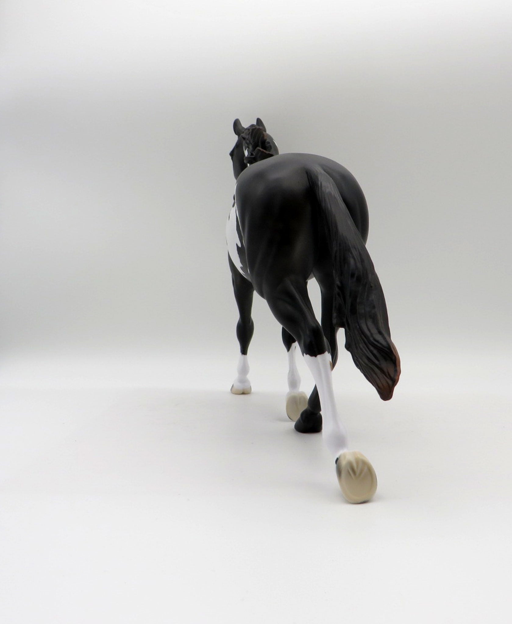 Sirroco-LE5-Black and White Overo Palouse 5/21/21