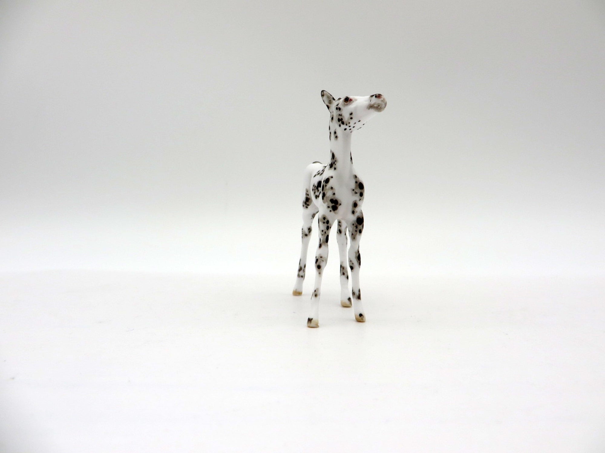 Sprinkle-OOAK Black Sabino Foal Chip SHCF 2021