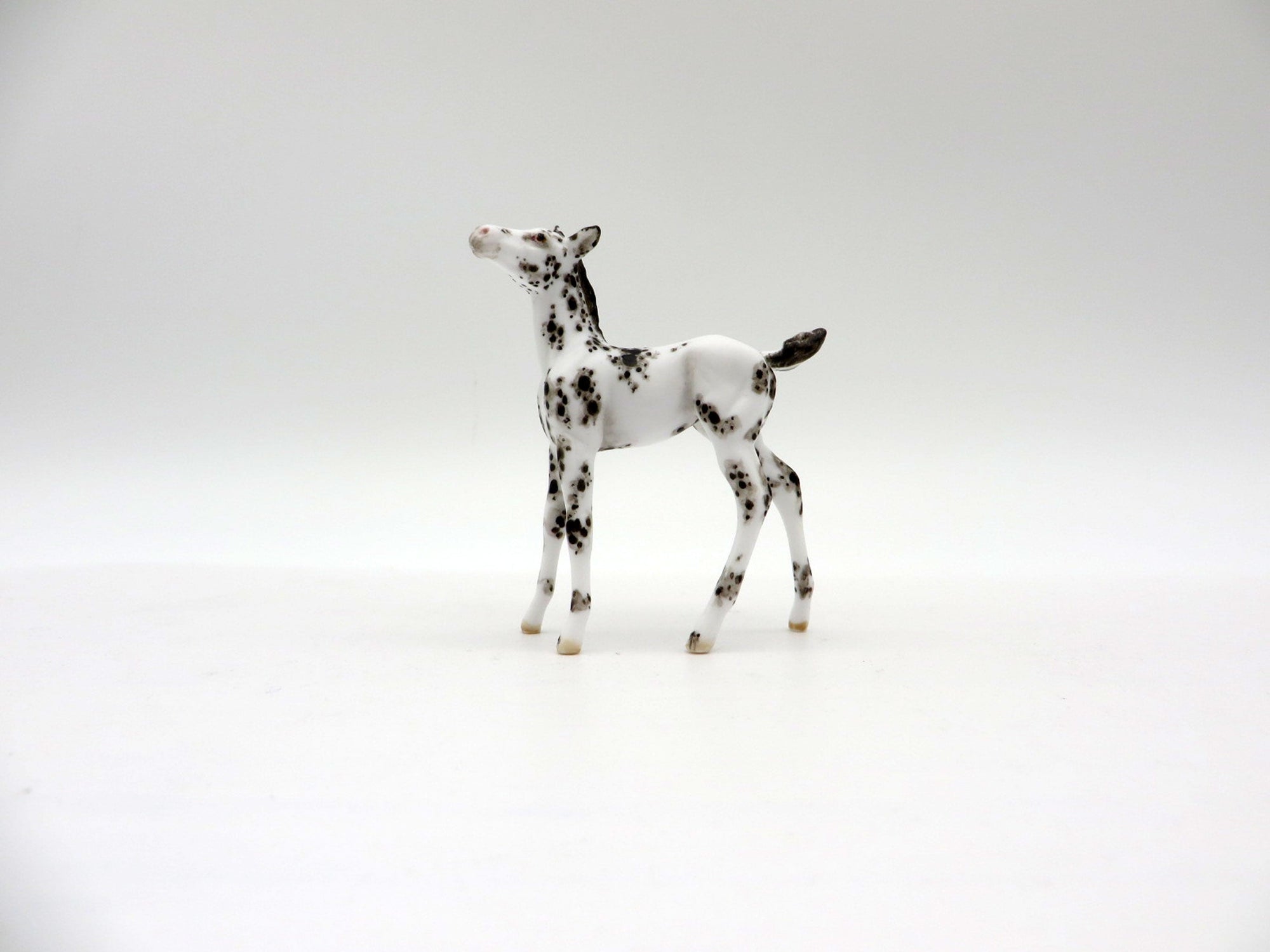 Sprinkle-OOAK Black Sabino Foal Chip SHCF 2021