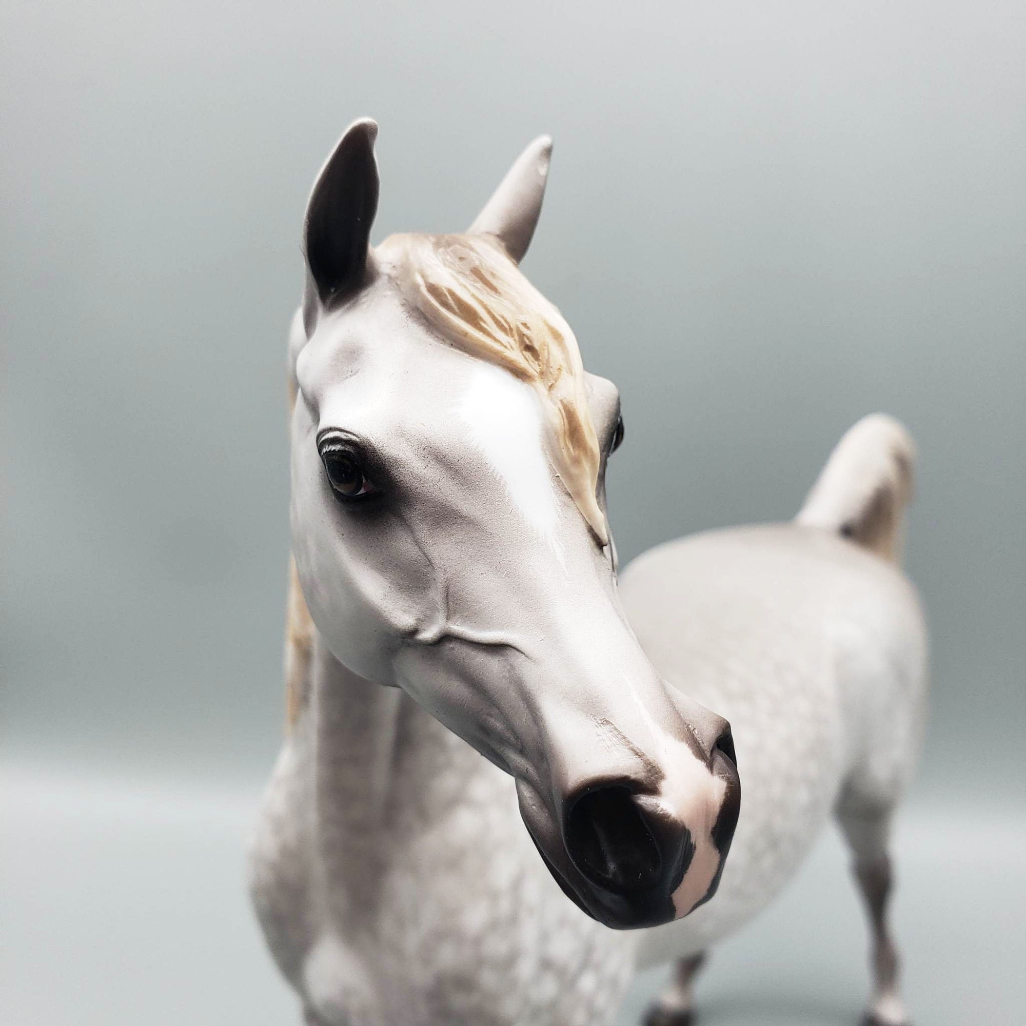 Stand Back - OOAK Dove Grey Dappled Arabian By Sheryl Leisure Offer 6/5/23