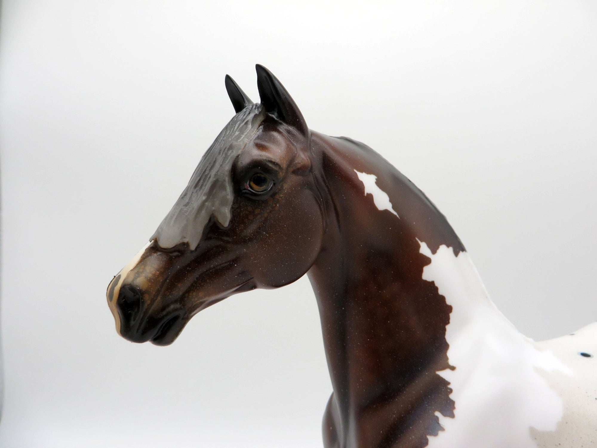 Stone Fish-OOAK Bay Pintaloosa Morgan Painted By Audrey Dixon 7/16/21