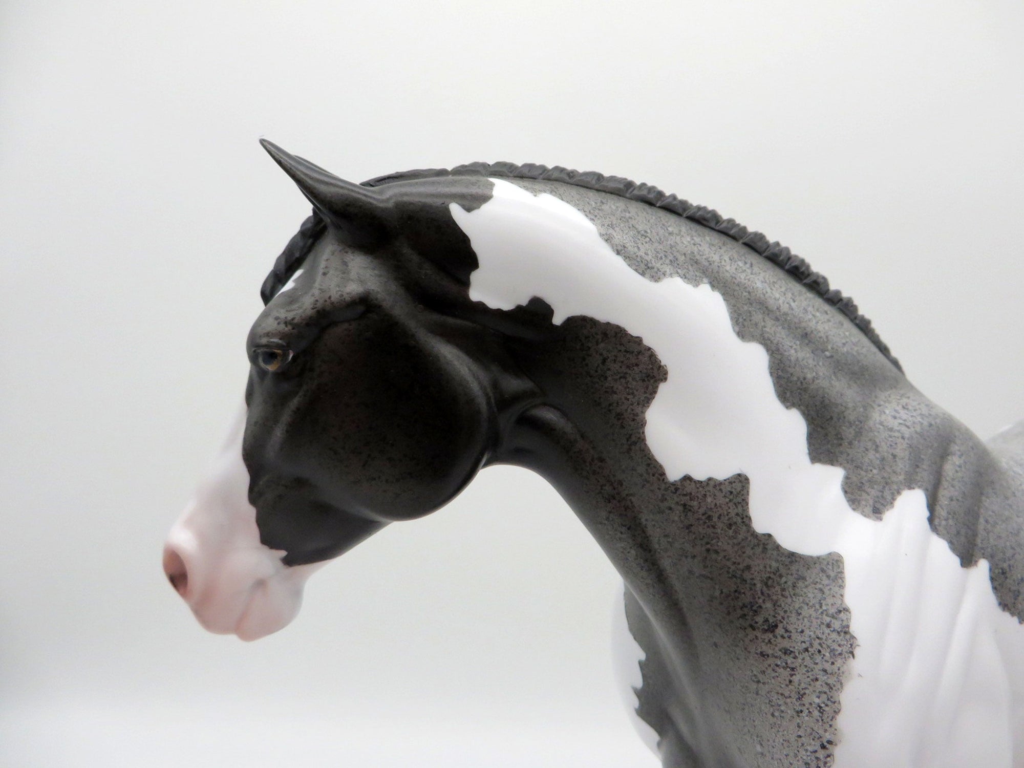 Storm Cloud-OOAK Blue Roan Paint Heavy Draft Mare SHCF 2021