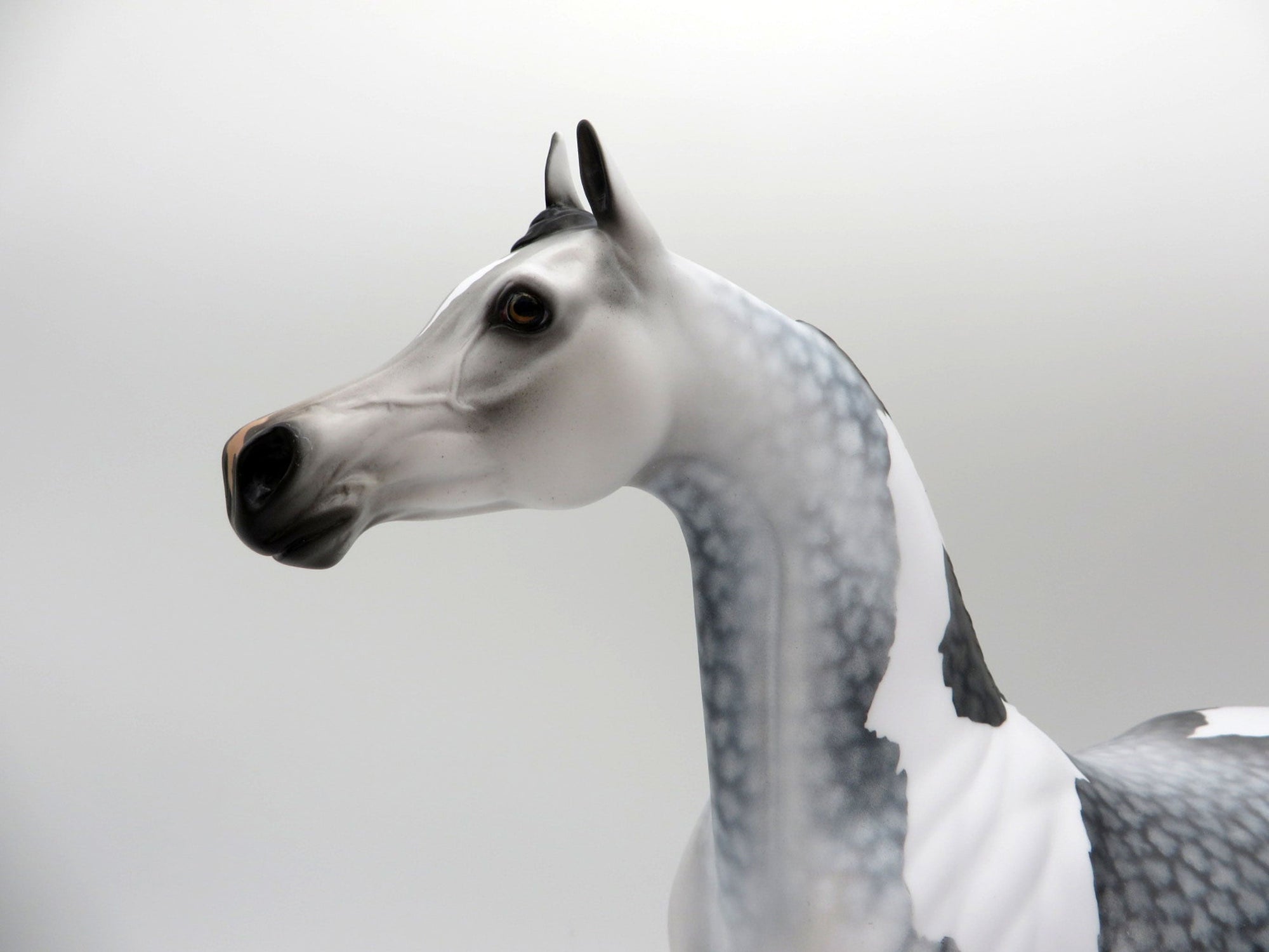 Storm Chaser-OOAK Dapple Grey Paint Arabian SHCF 2021