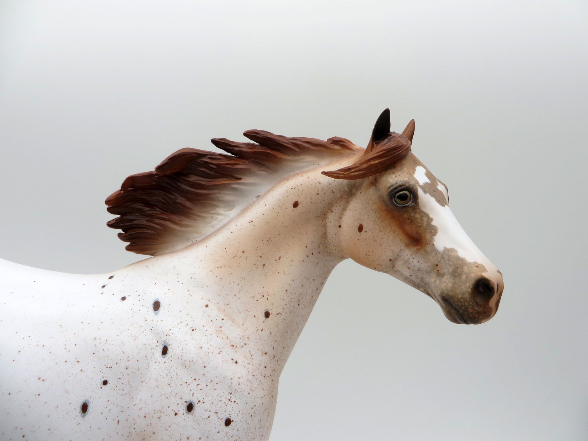 Stratus-LE-15  CUSTOM APPALOOSA ISH SHCF 2021