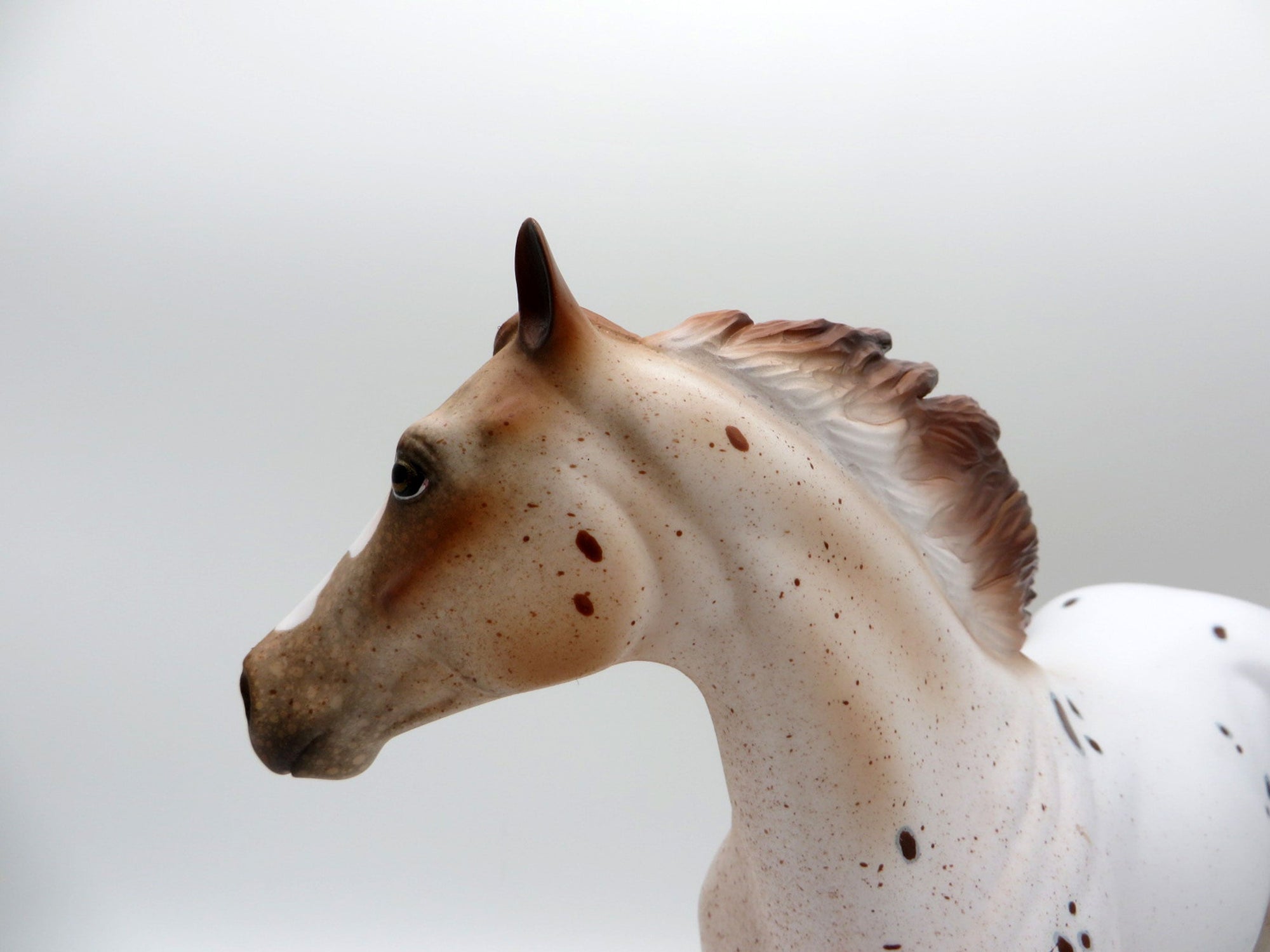 Stratus-LE-15  CUSTOM APPALOOSA ISH SHCF 2021