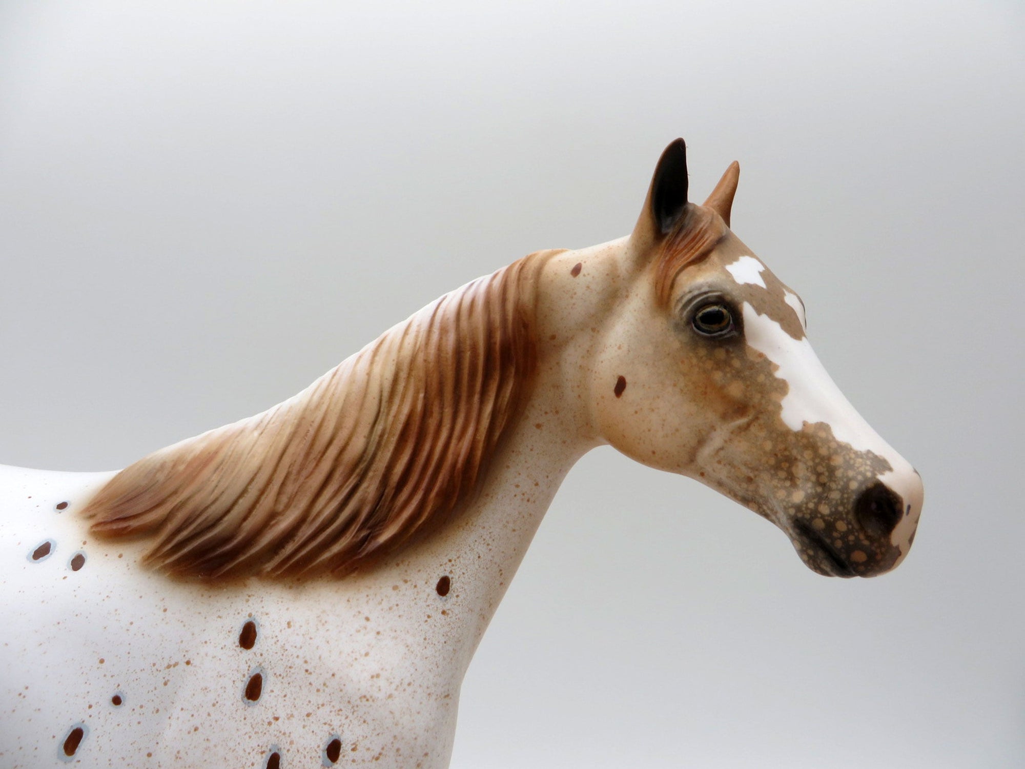 Stratus-LE-15 NON CUSTOM APPALOOSA ISH SHCF 2021