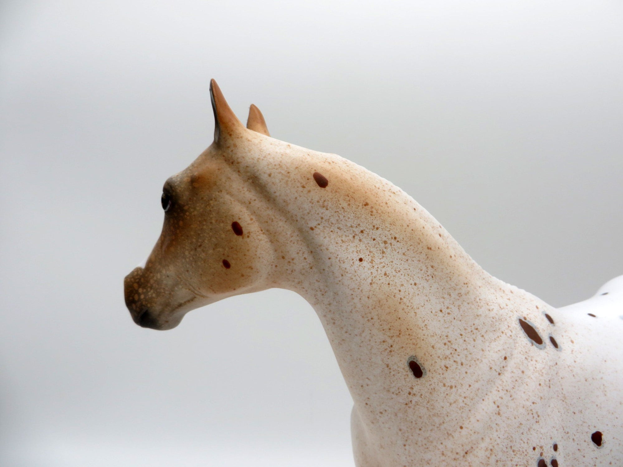 Stratus-LE-15 NON CUSTOM APPALOOSA ISH SHCF 2021