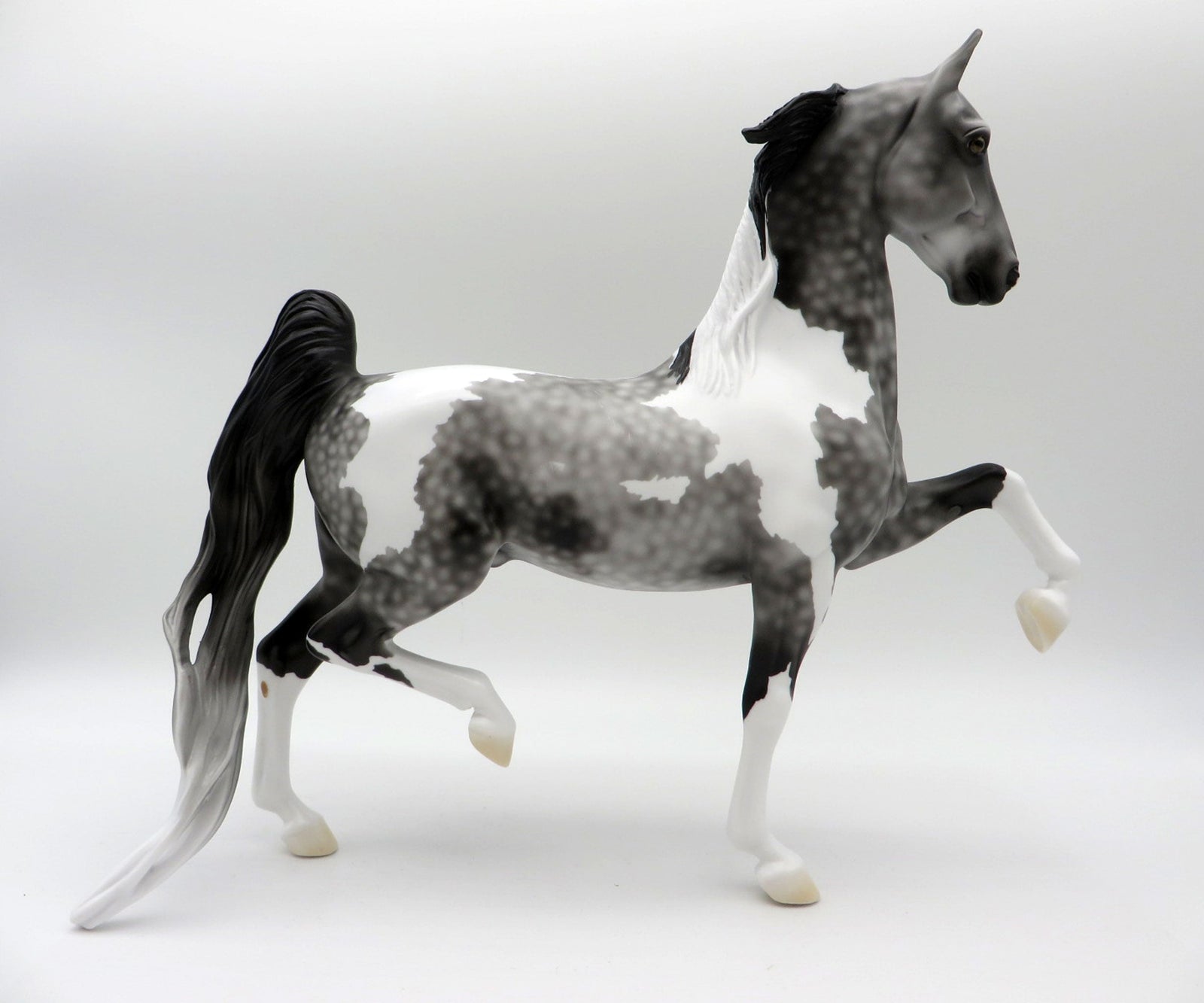 Strut-LE-3 Dapple Grey Pinto Saddlebred 5/14/21