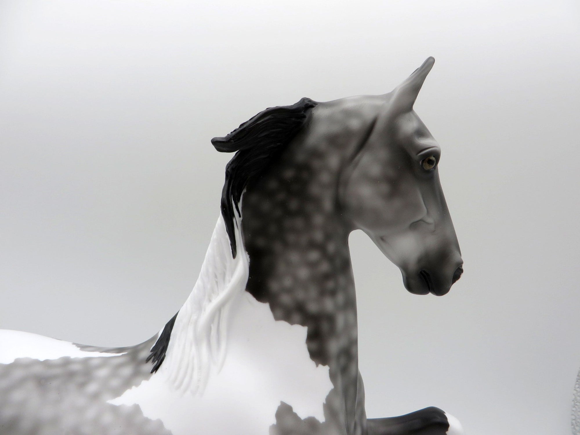 Strut-LE-3 Dapple Grey Pinto Saddlebred 5/14/21