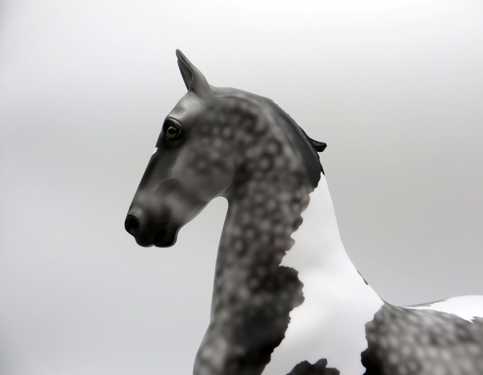 Strut-LE-3 Dapple Grey Pinto Saddlebred 5/14/21