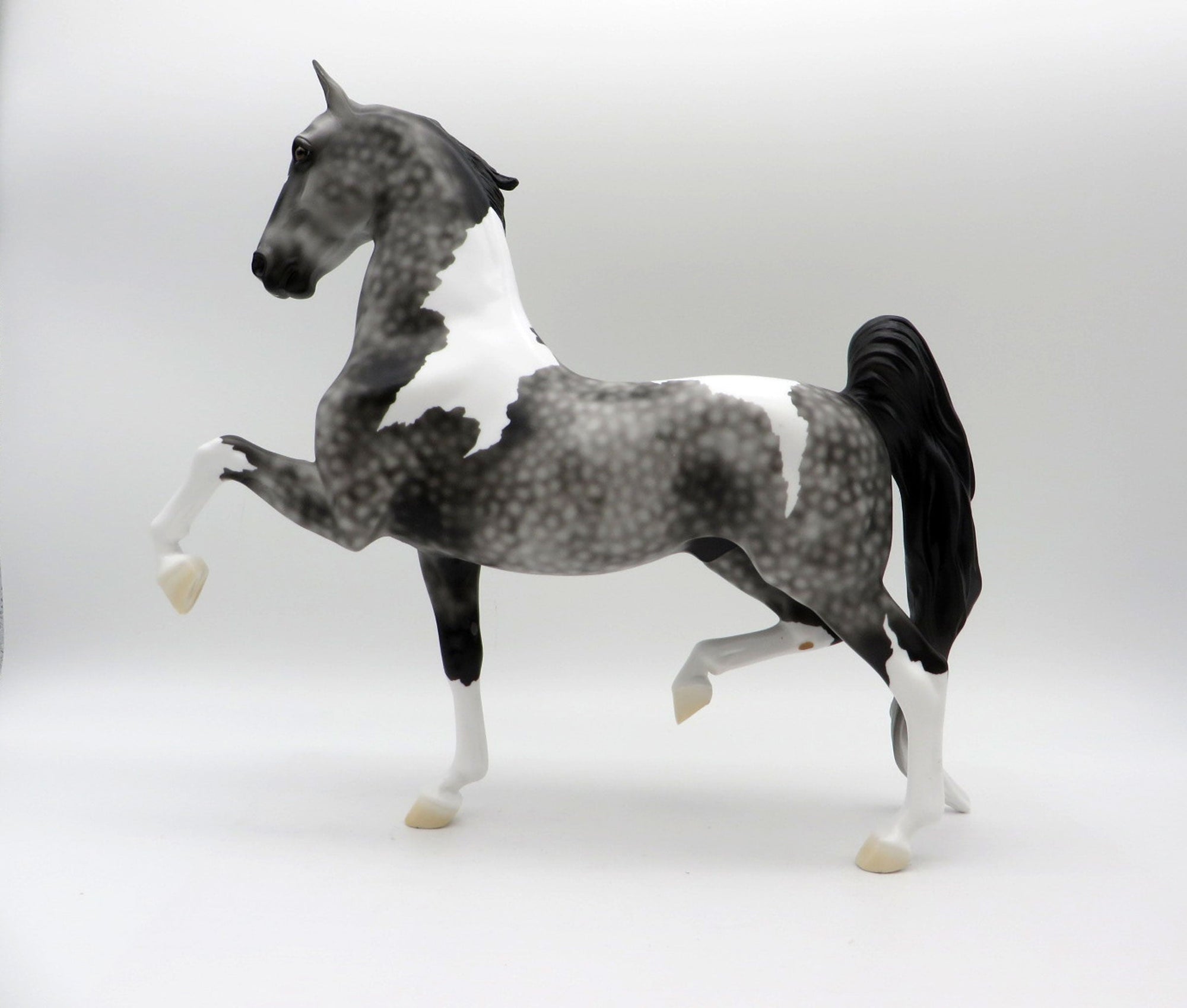 Strut-LE-3 Dapple Grey Pinto Saddlebred 5/14/21