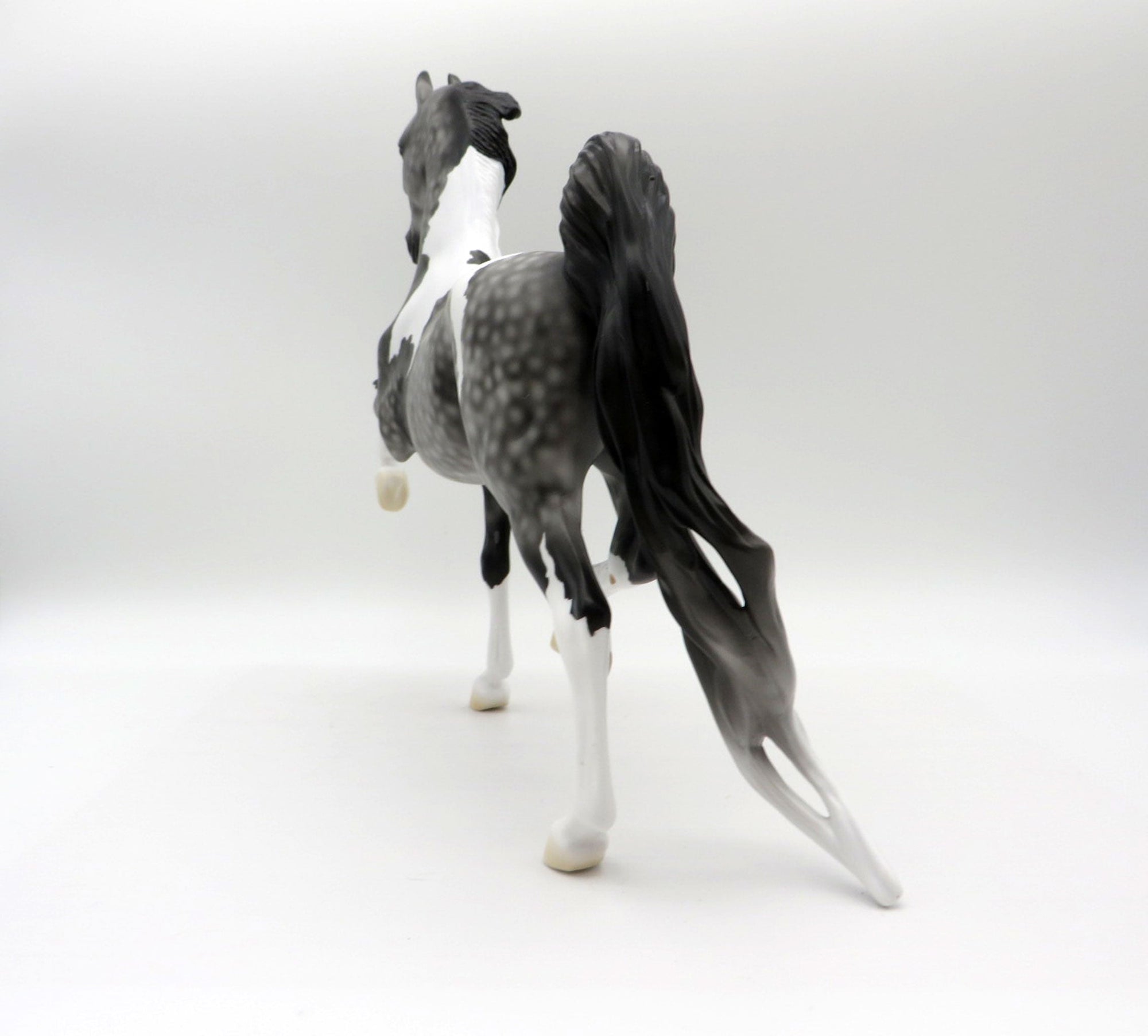 Strut-LE-3 Dapple Grey Pinto Saddlebred 5/14/21