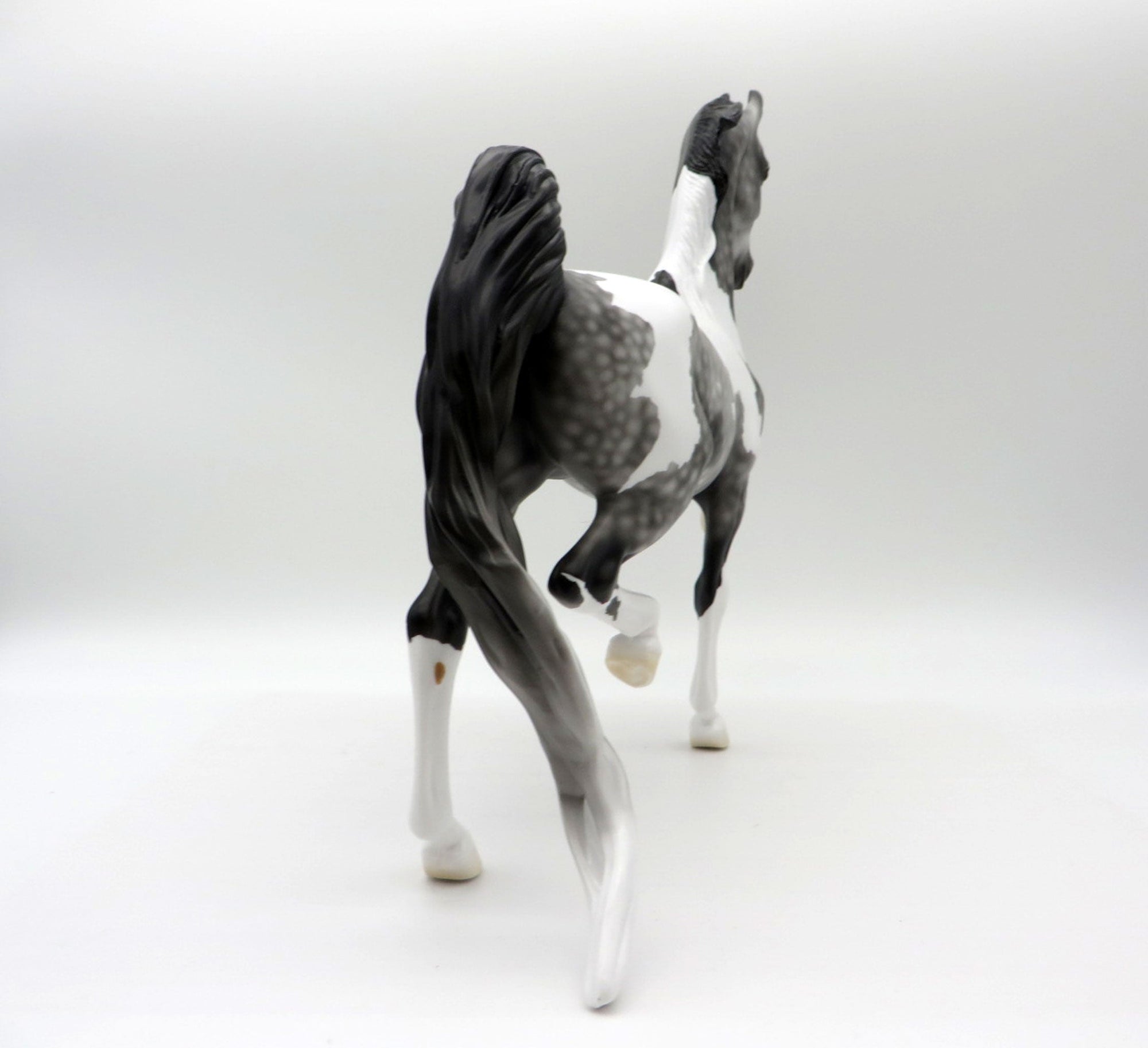 Strut-LE-3 Dapple Grey Pinto Saddlebred 5/14/21