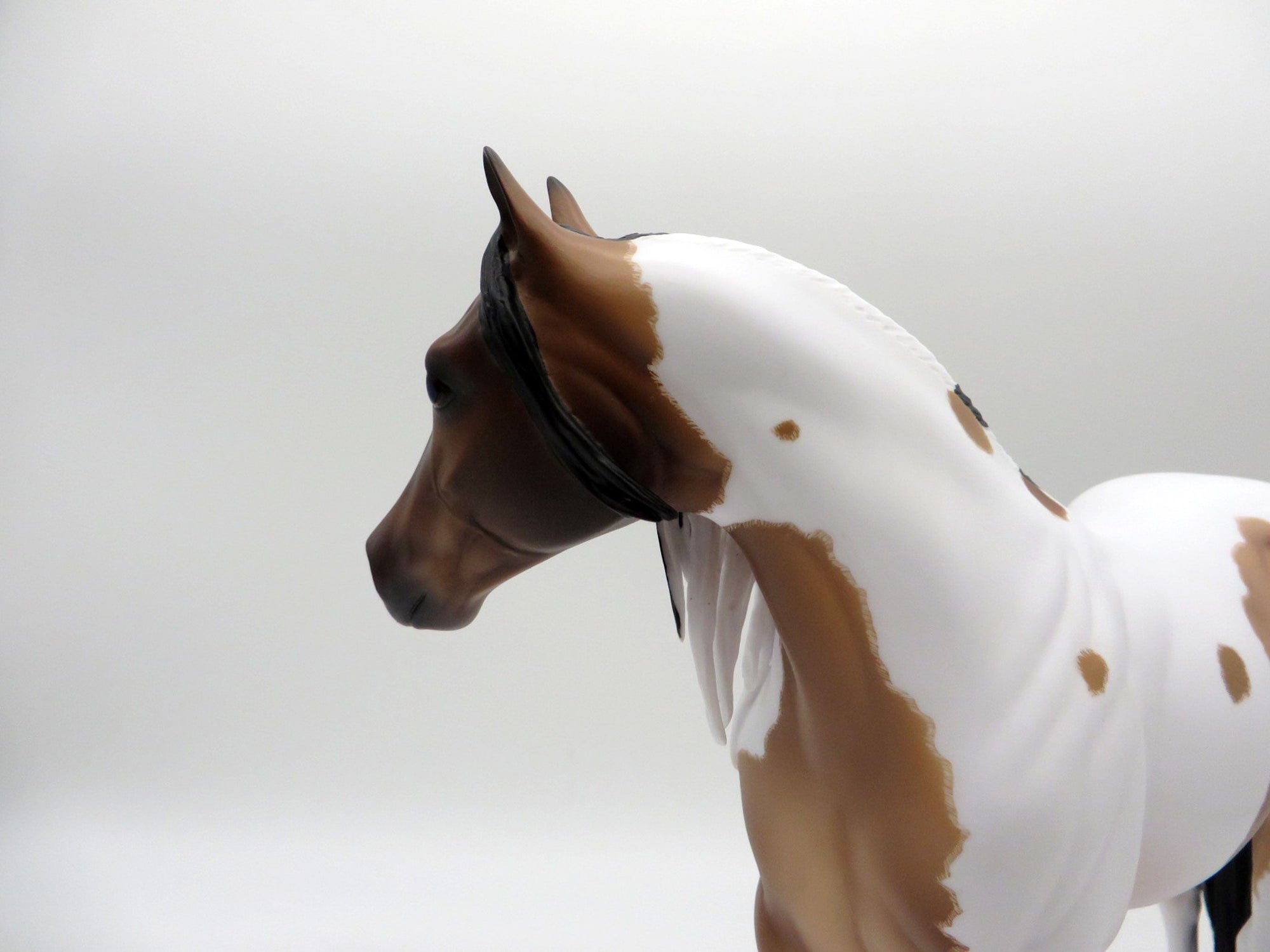 Seuz-OOAL Bay Pinto ISH Painted By Caroline Boydston 5/10/21