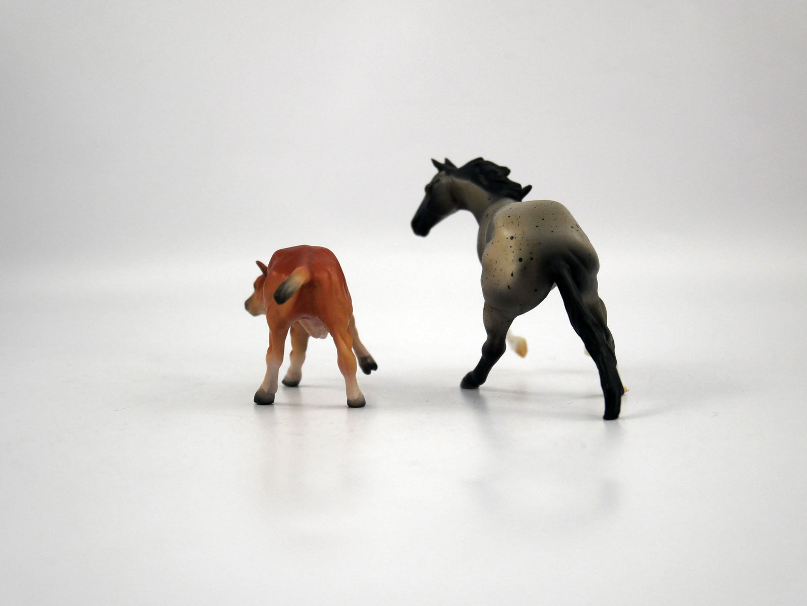 Sugar and Spice-OOAK Blue Roan and Calf Chip 1/27/21