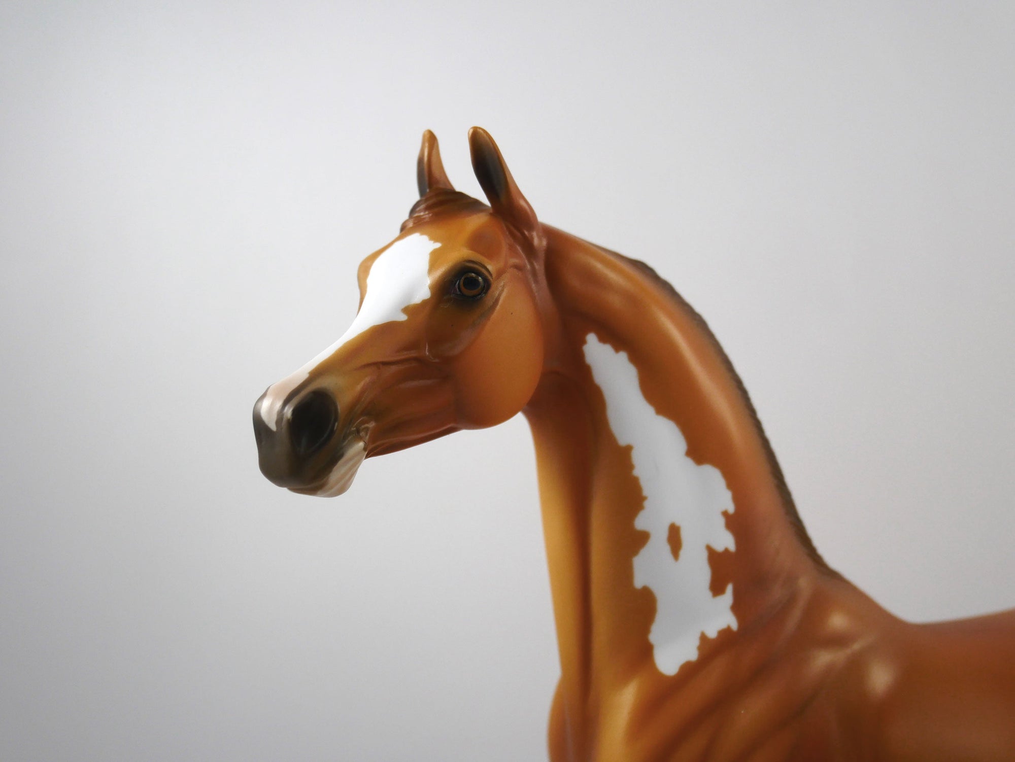 Sure Win-OOAK Golden Chestnut Paint Arabian SB21