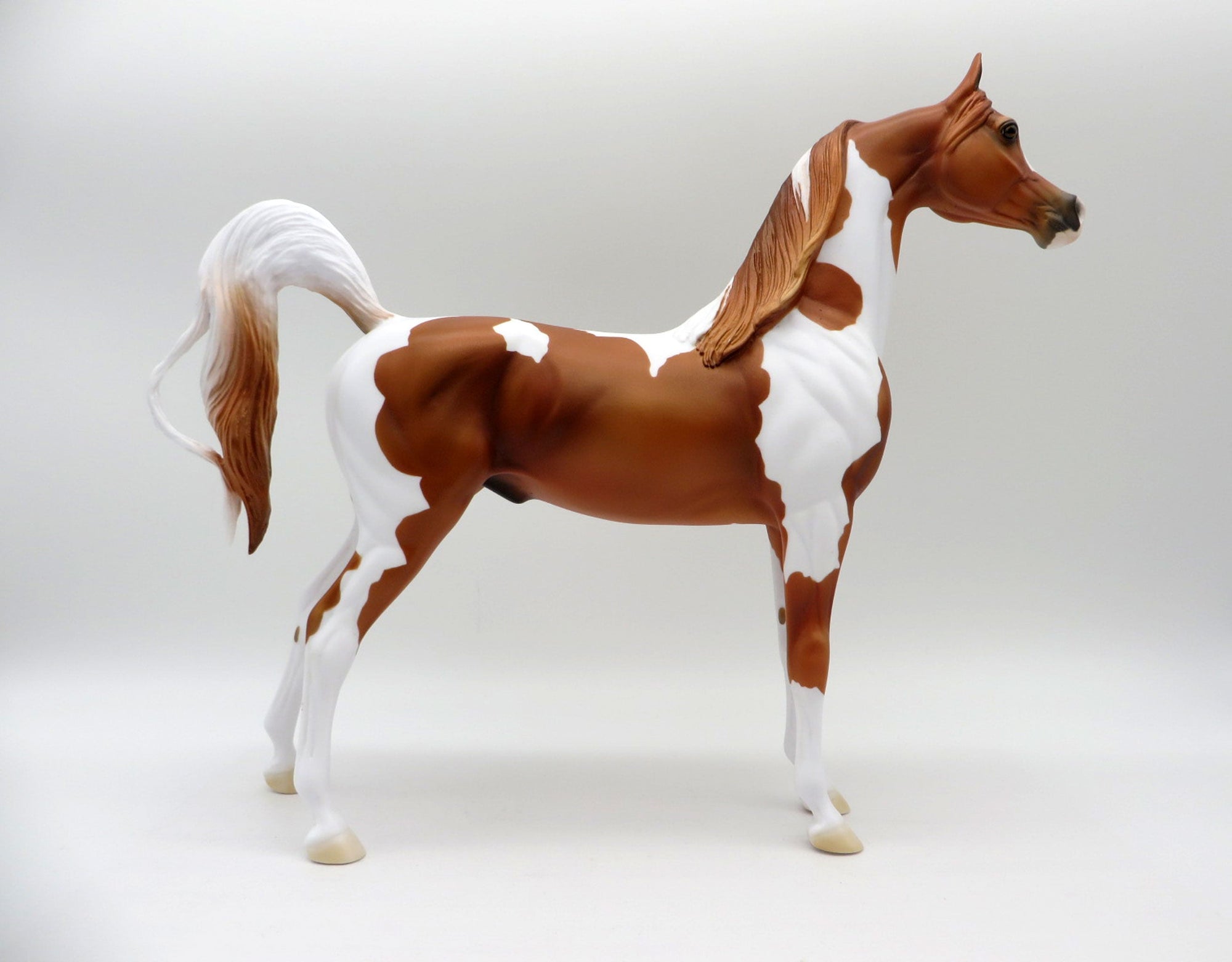 Taking Care of Business-LE-3 Chestnut Pinto Arabian 5/14/21