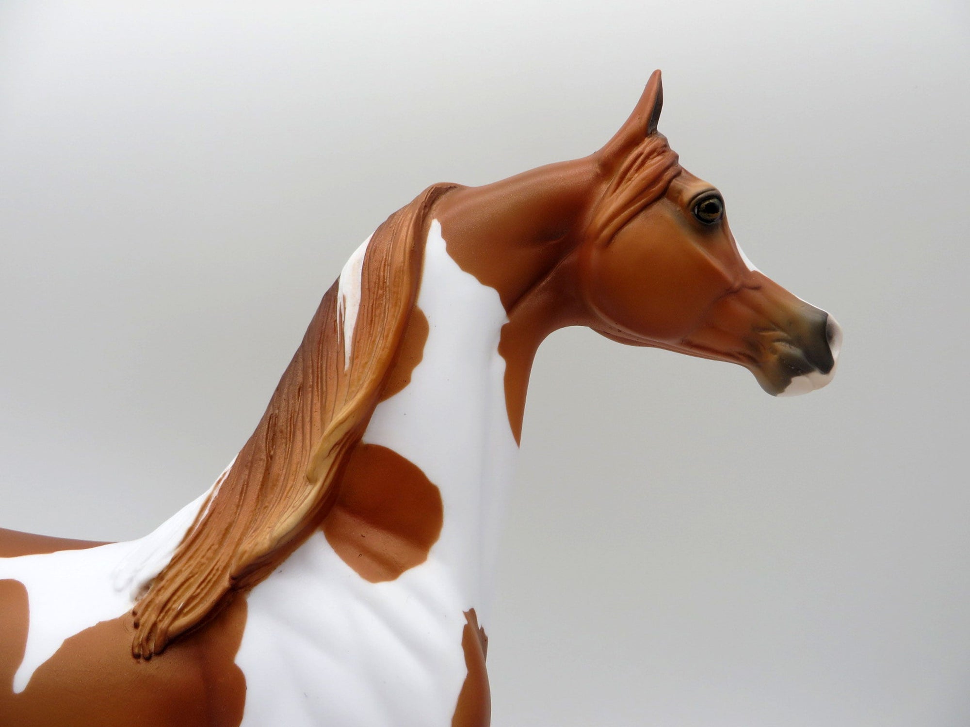 Taking Care of Business-LE-3 Chestnut Pinto Arabian 5/14/21