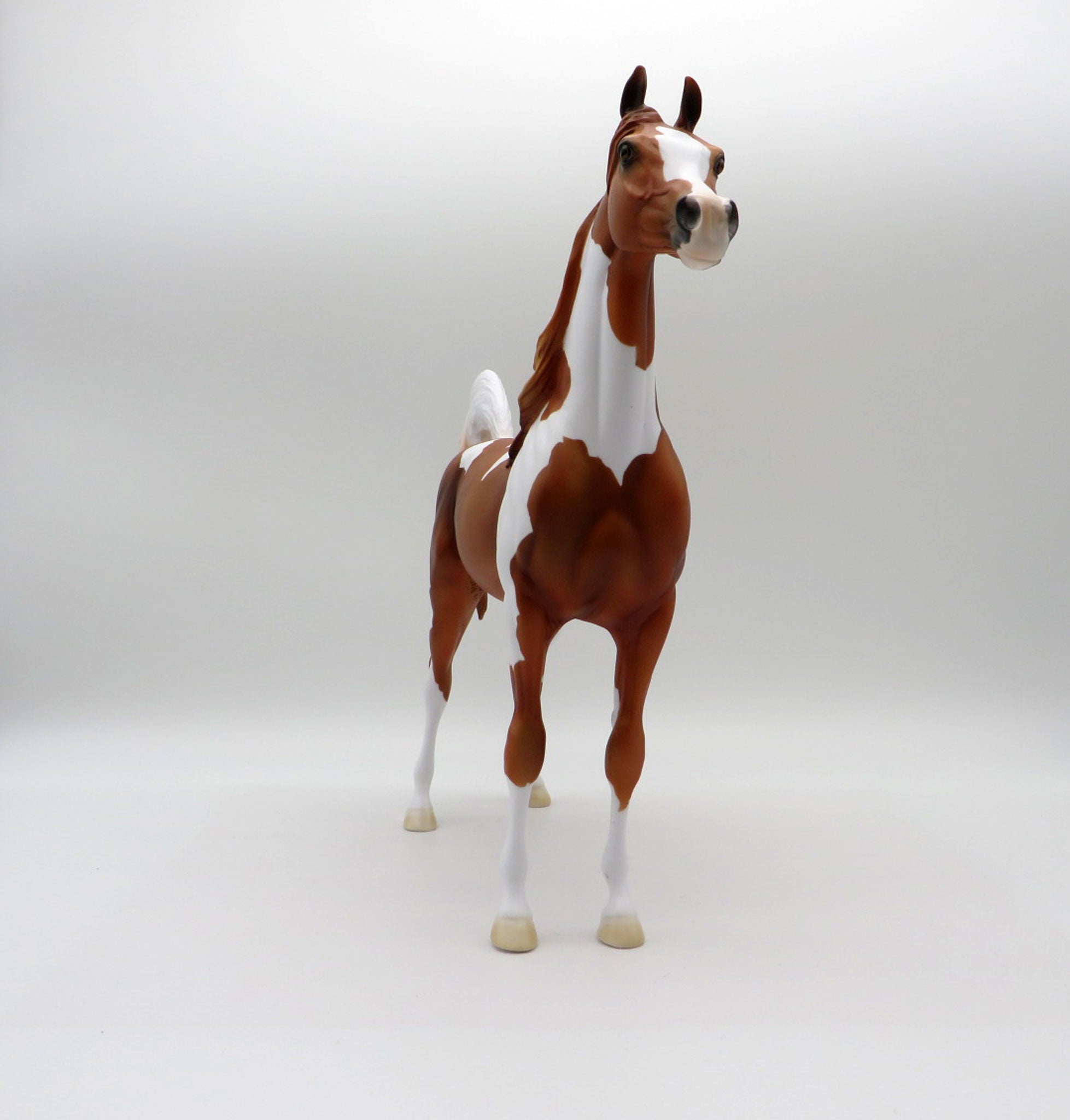 Taking Care of Business-LE-3 Chestnut Pinto Arabian 5/14/21