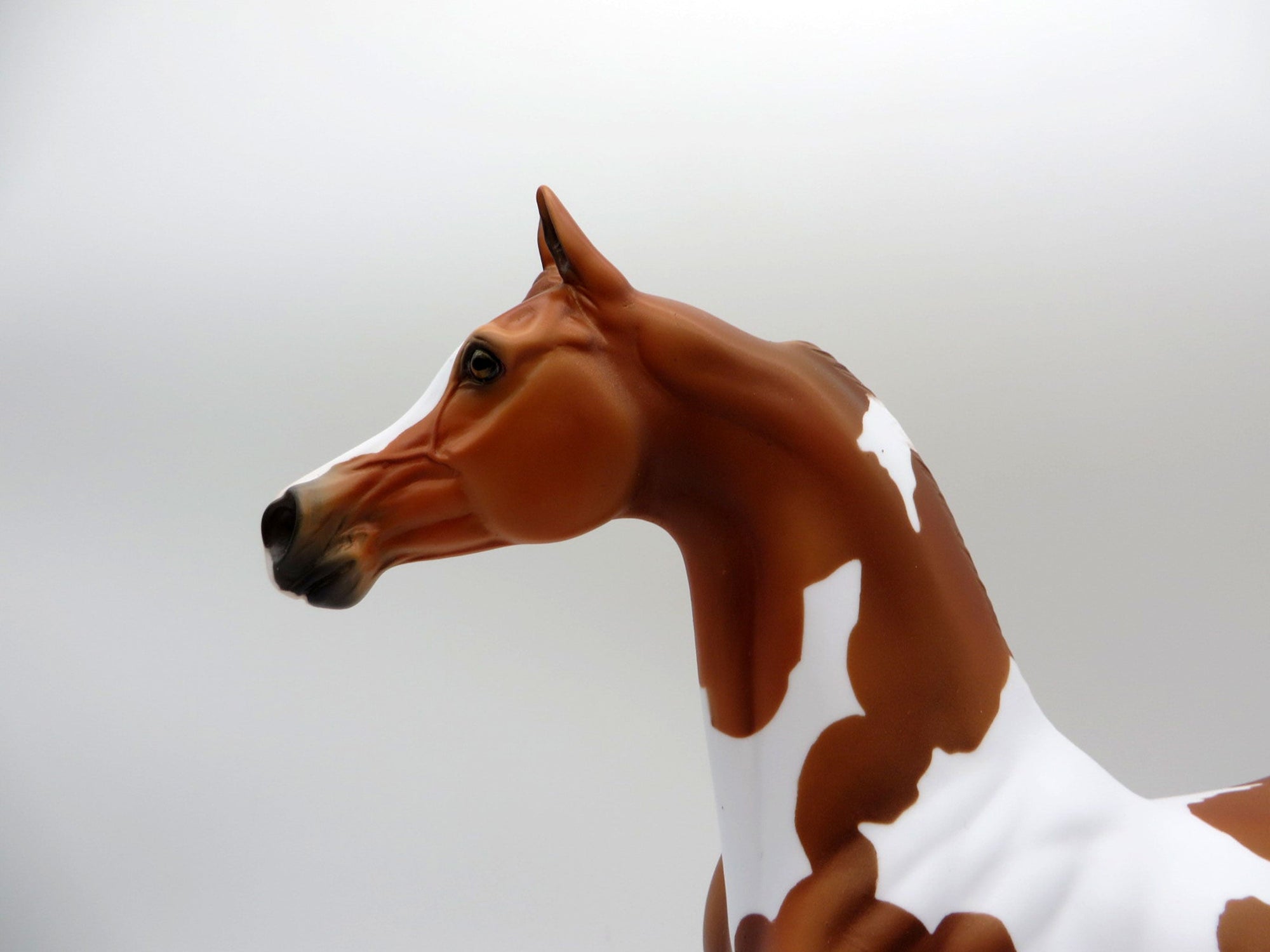 Taking Care of Business-LE-3 Chestnut Pinto Arabian 5/14/21