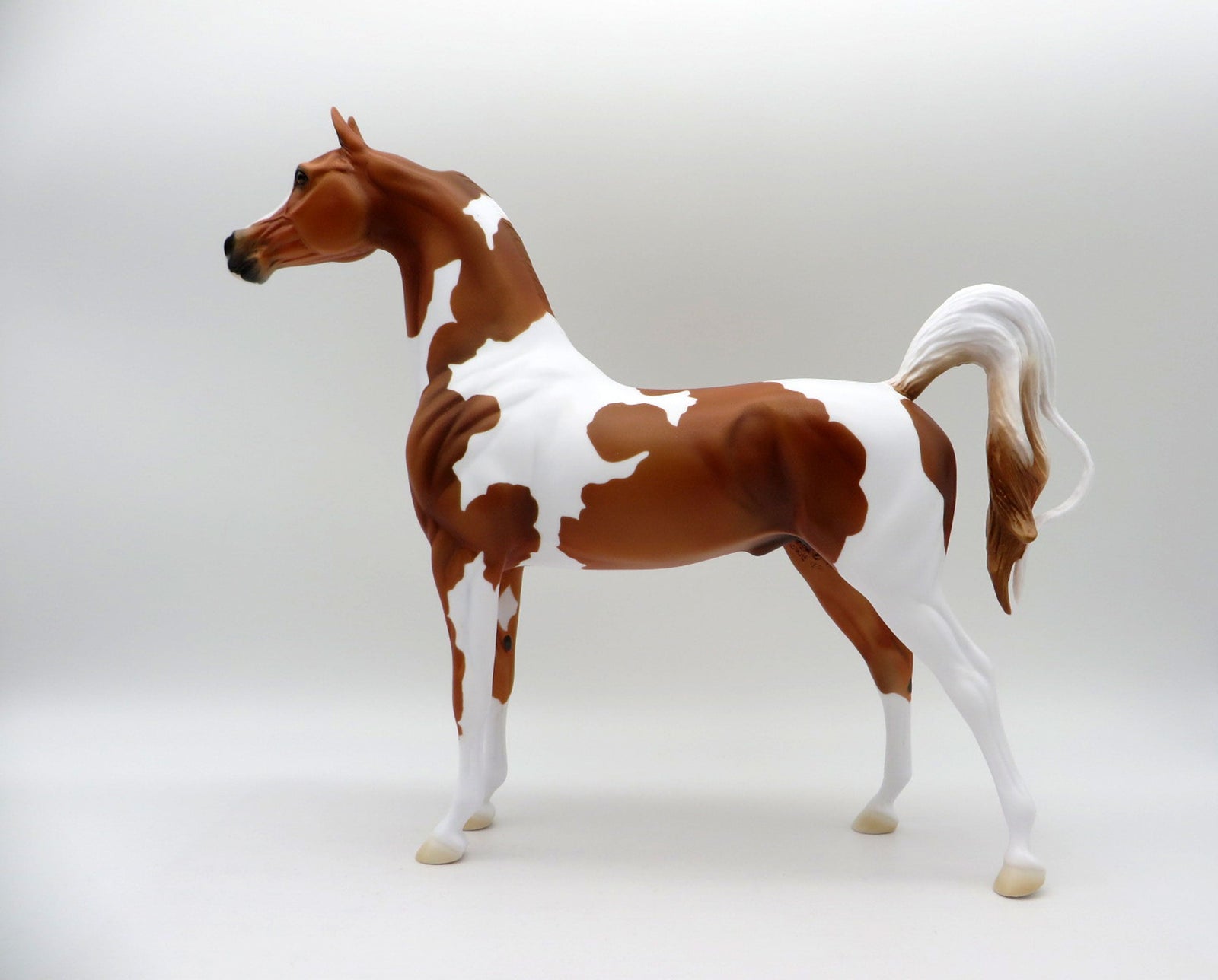 Taking Care of Business-LE-3 Chestnut Pinto Arabian 5/14/21