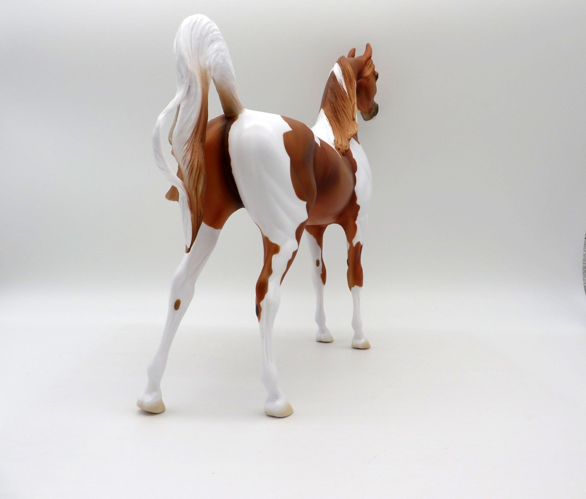 Taking Care of Business-LE-3 Chestnut Pinto Arabian 5/14/21