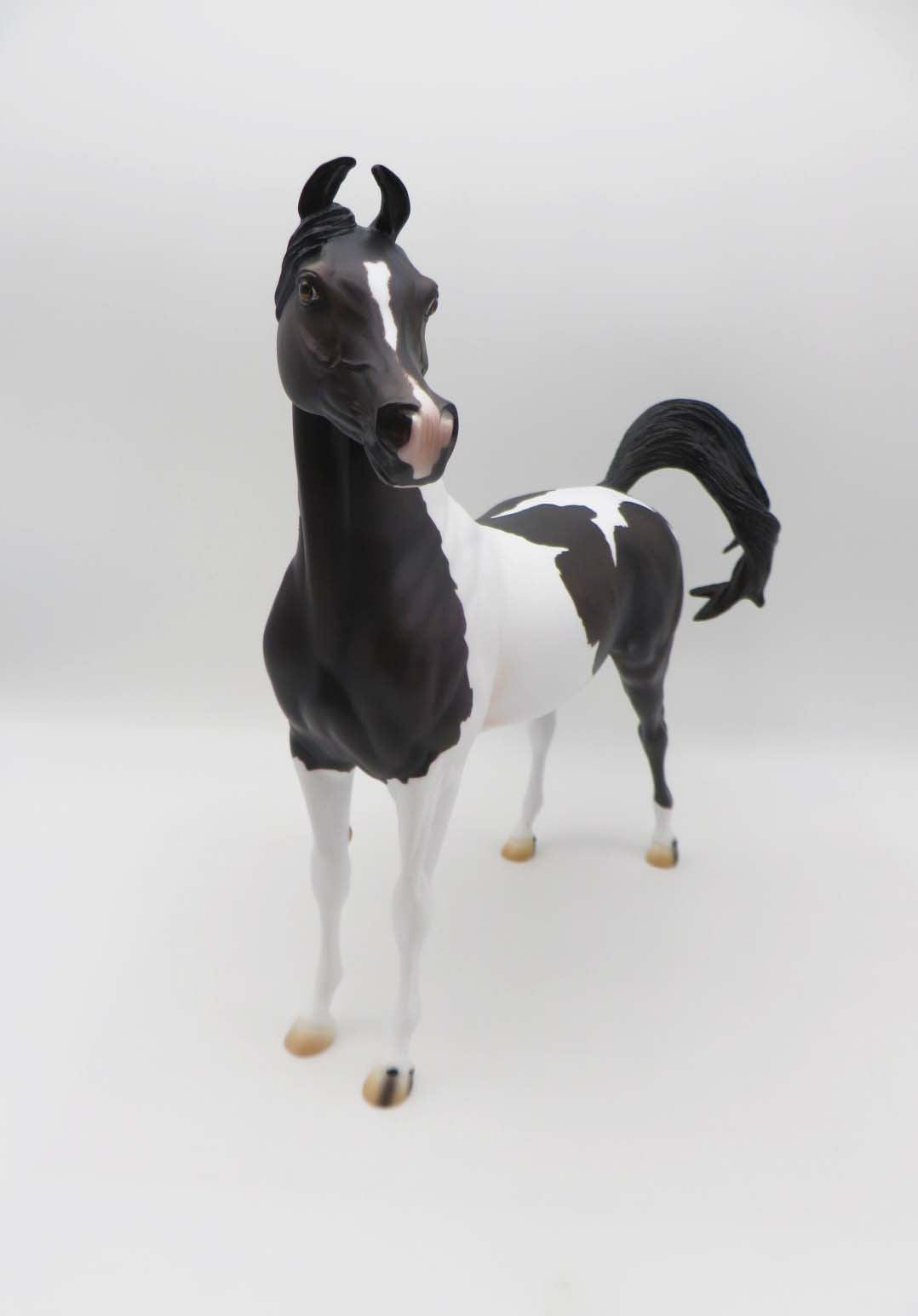 Tall Drink Of Water - OOAK - Sunburnt Black Tobiano Marwari Arabian By Ashley Palmer - SHCF23