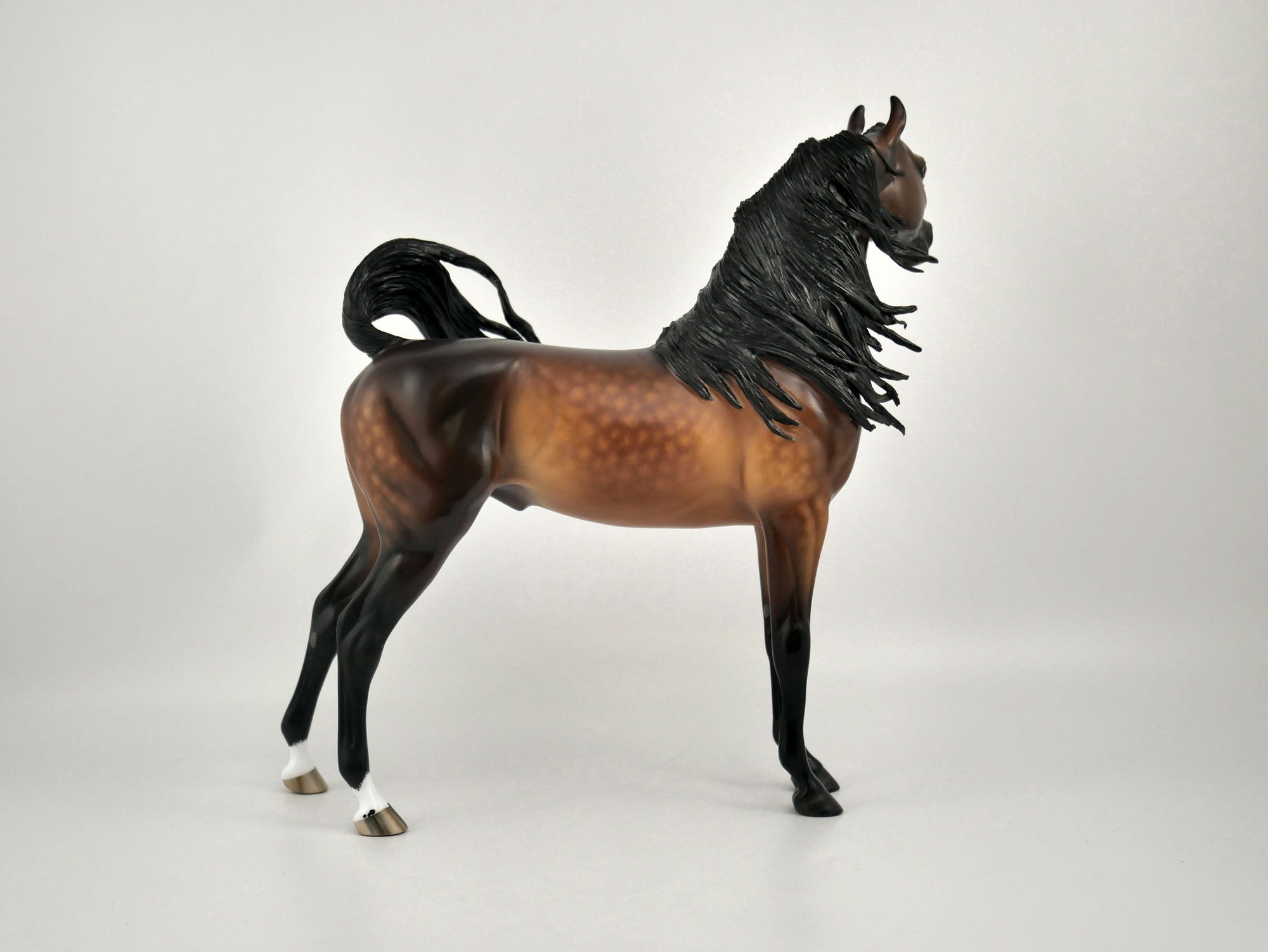 TASHAUN-OOAK BAY ARABIAN BY SHERYL LEISURE 11/17/20