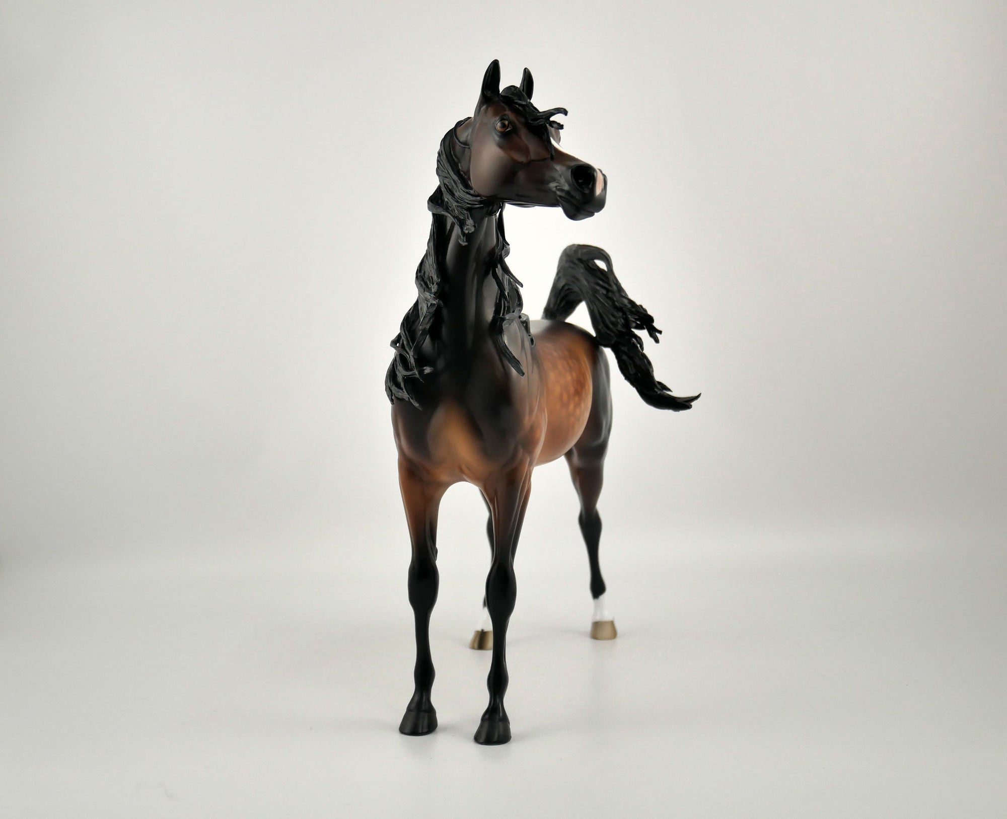 TASHAUN-OOAK BAY ARABIAN BY SHERYL LEISURE 11/17/20