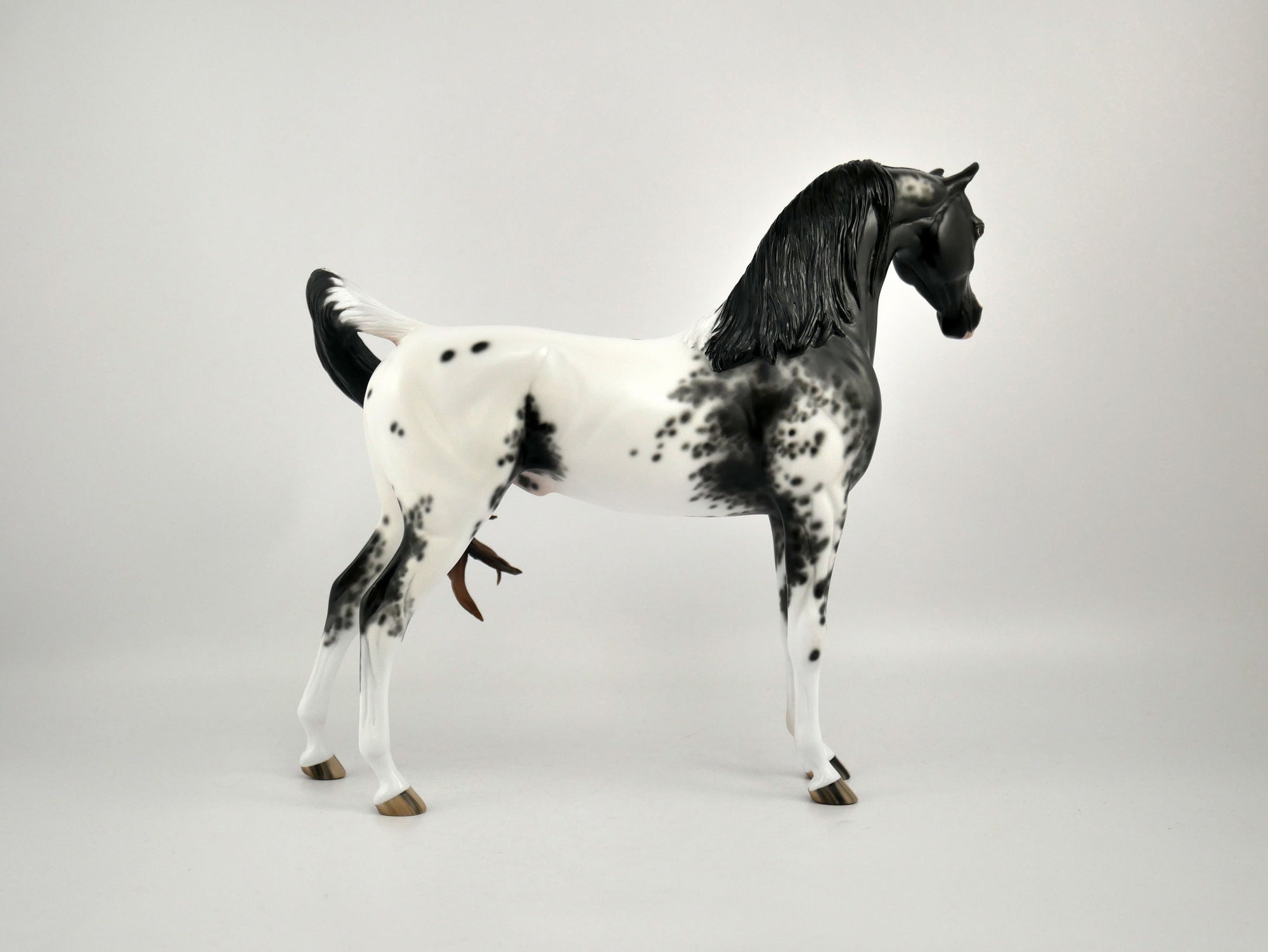 TAVARES-OOAK BLACK APPALOOSA ARABIAN BY SHERYL LEISURE 11/17/20