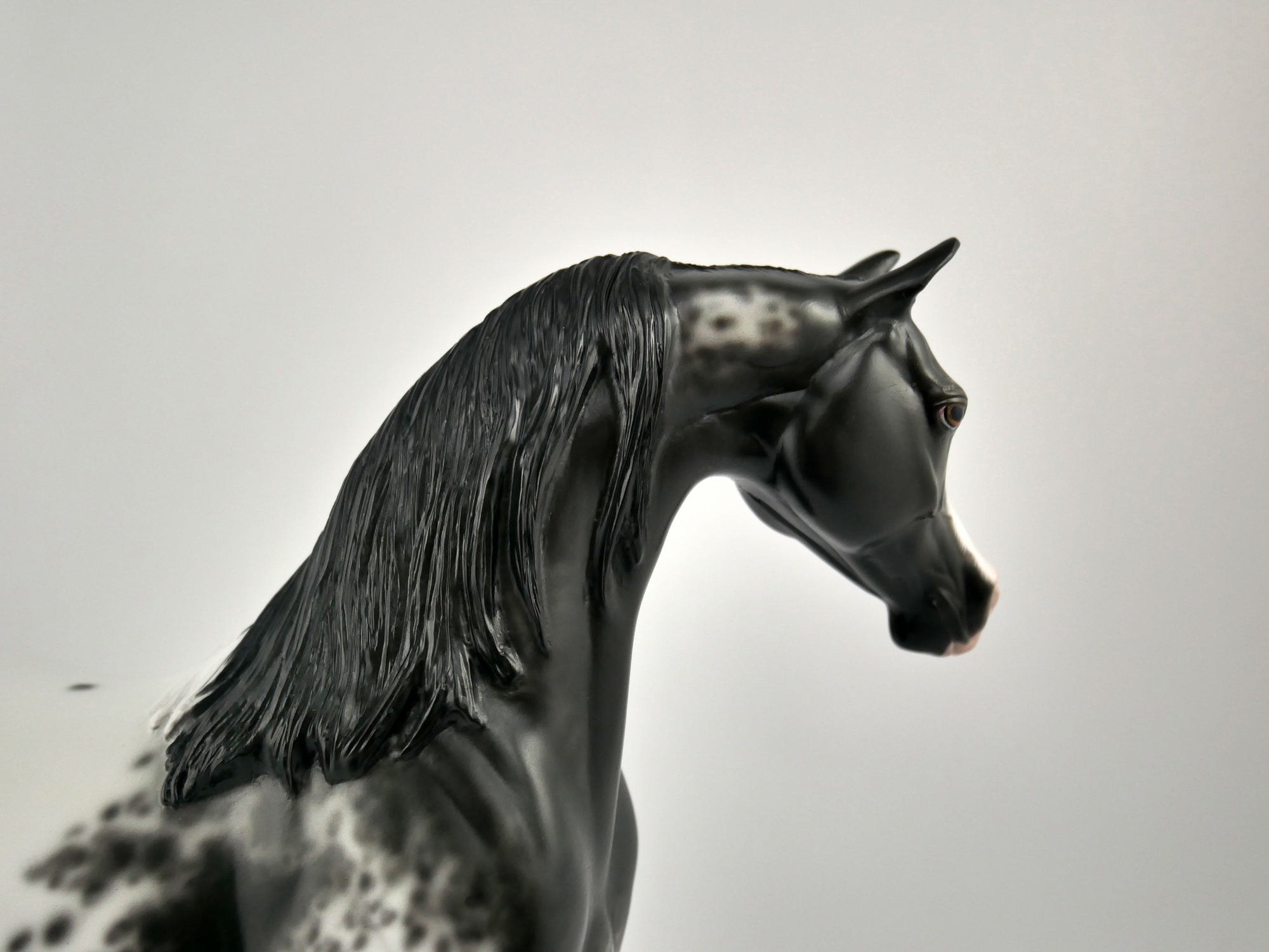 TAVARES-OOAK BLACK APPALOOSA ARABIAN BY SHERYL LEISURE 11/17/20