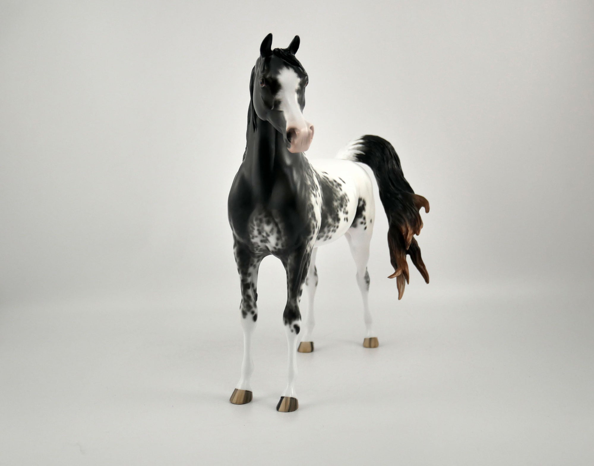 TAVARES-OOAK BLACK APPALOOSA ARABIAN BY SHERYL LEISURE 11/17/20