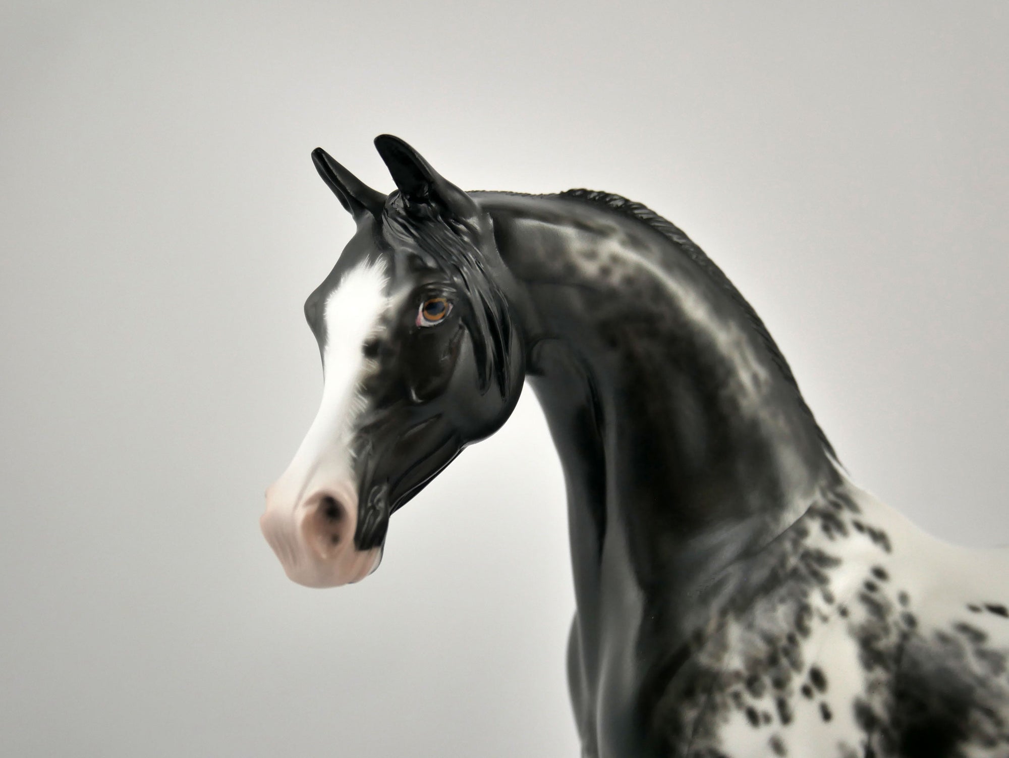 TAVARES-OOAK BLACK APPALOOSA ARABIAN BY SHERYL LEISURE 11/17/20