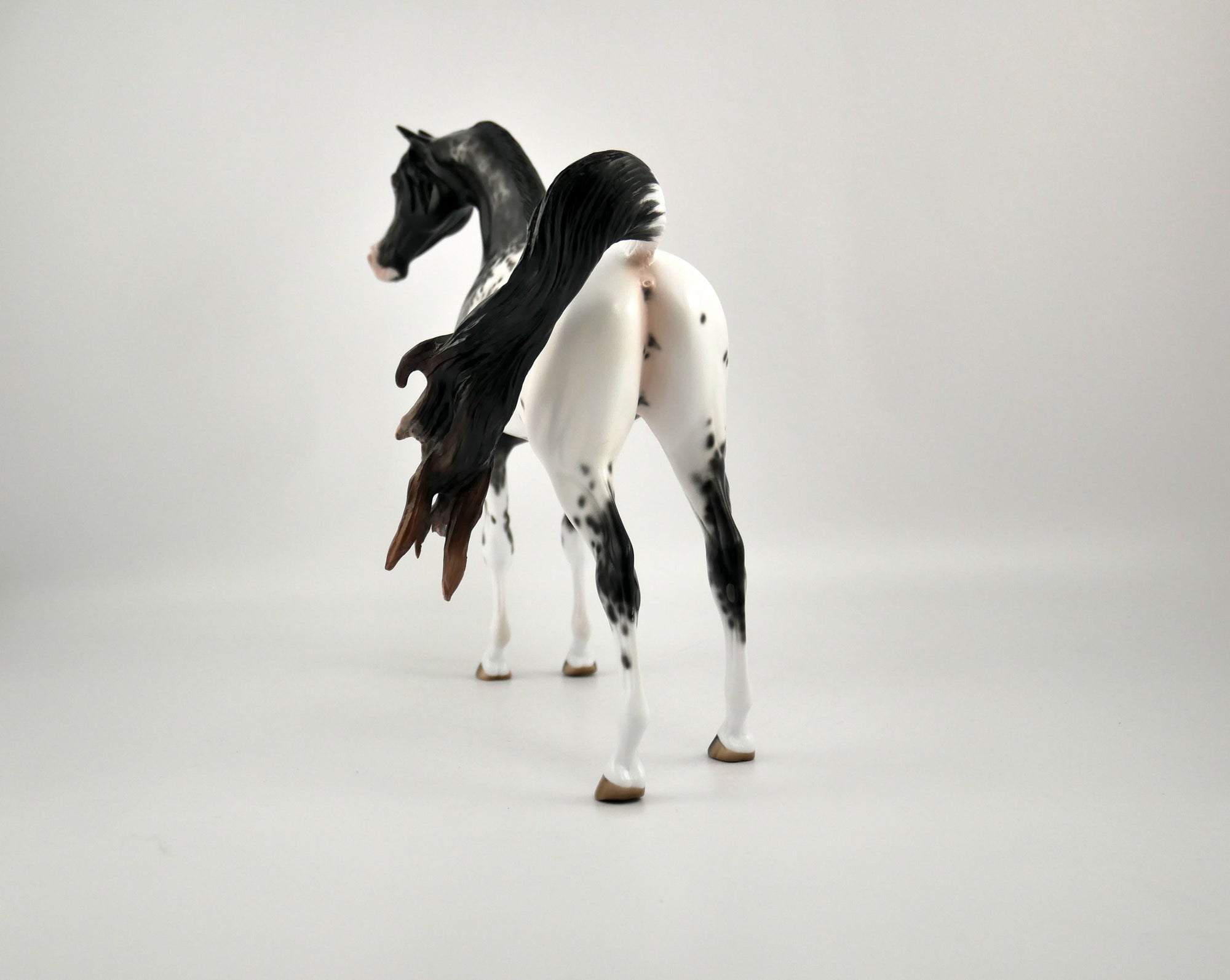 TAVARES-OOAK BLACK APPALOOSA ARABIAN BY SHERYL LEISURE 11/17/20