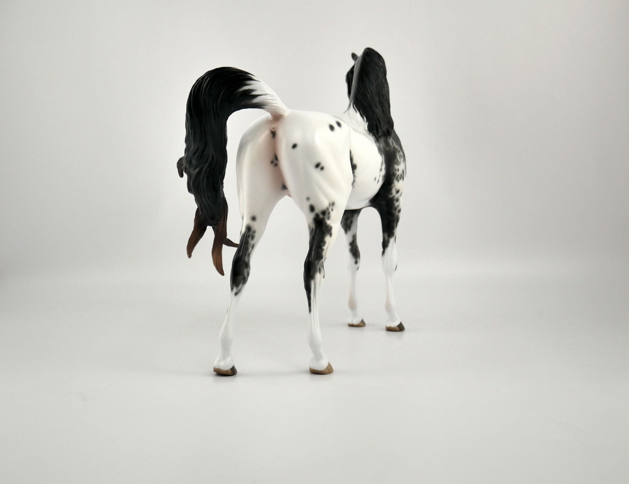 TAVARES-OOAK BLACK APPALOOSA ARABIAN BY SHERYL LEISURE 11/17/20