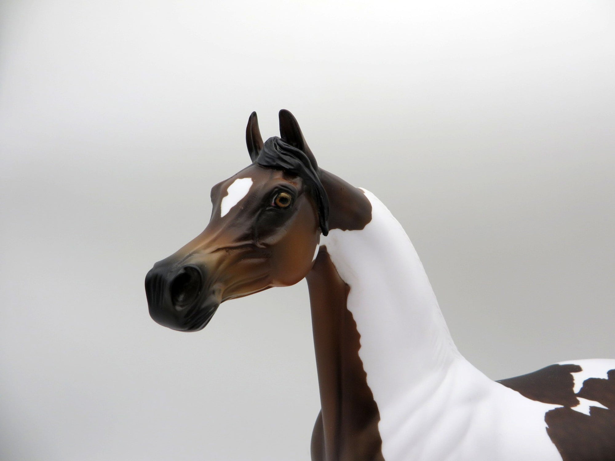 Thankful Heart-LE-4  Dapple Bay Pinto Arabian 5/14/21