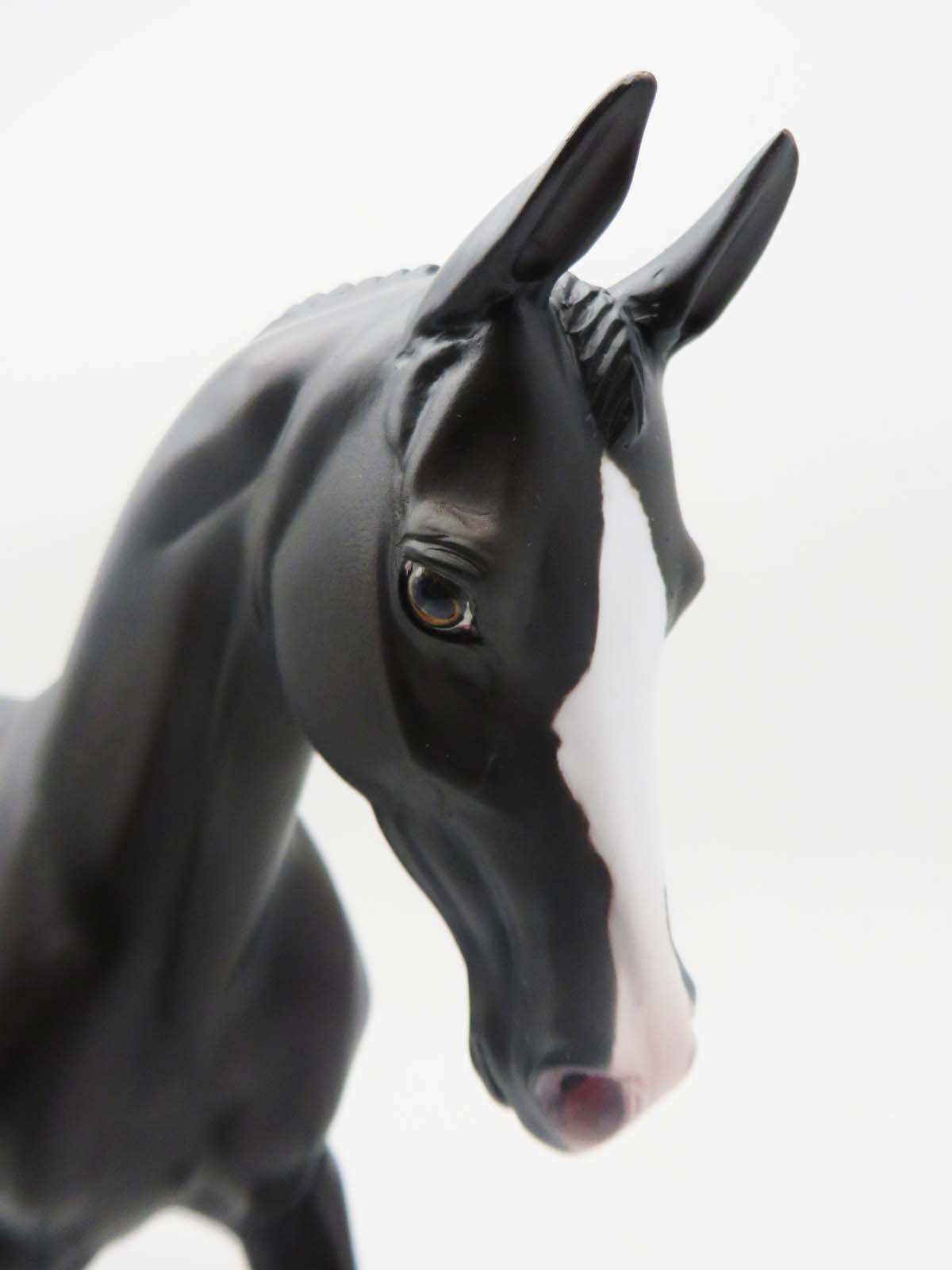The Unraveling -  Sunburnt Black Thoroughbred By Ashley Palmer - SHCF23