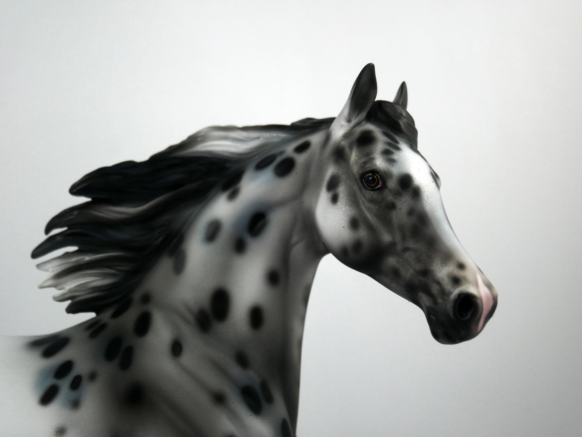 Thin Lizzy-OOAK Appaloosa Arabian 1/8/21