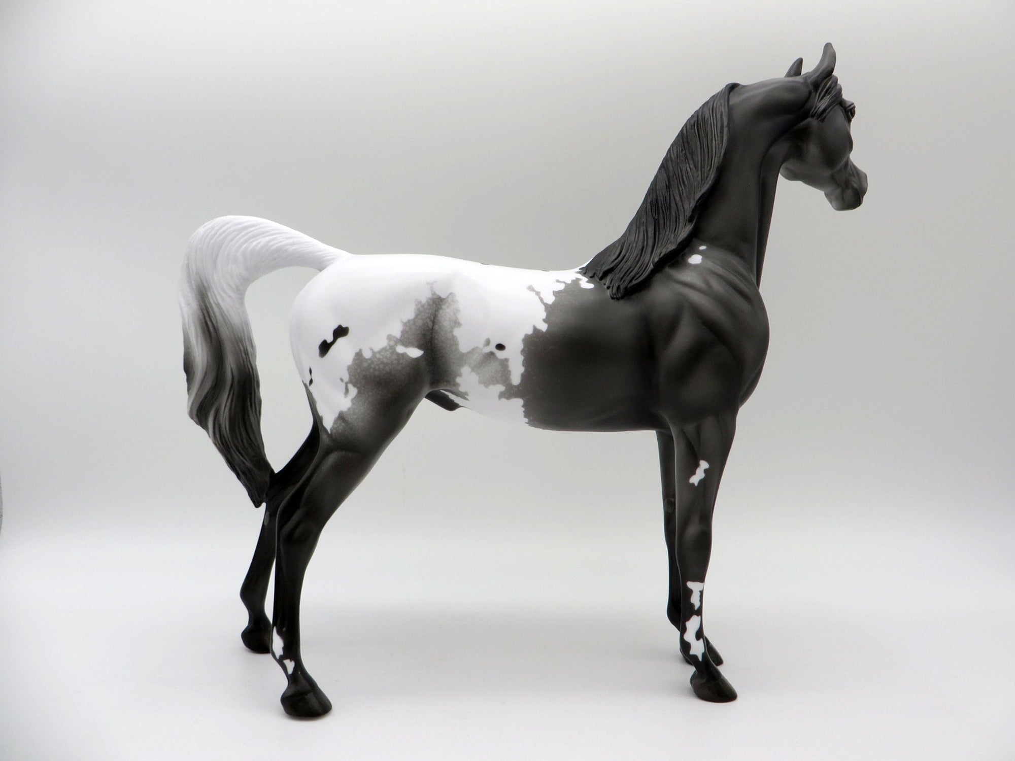 Thunder Rolls-LE-3 Black Appaloosa Arabian 5/14/21