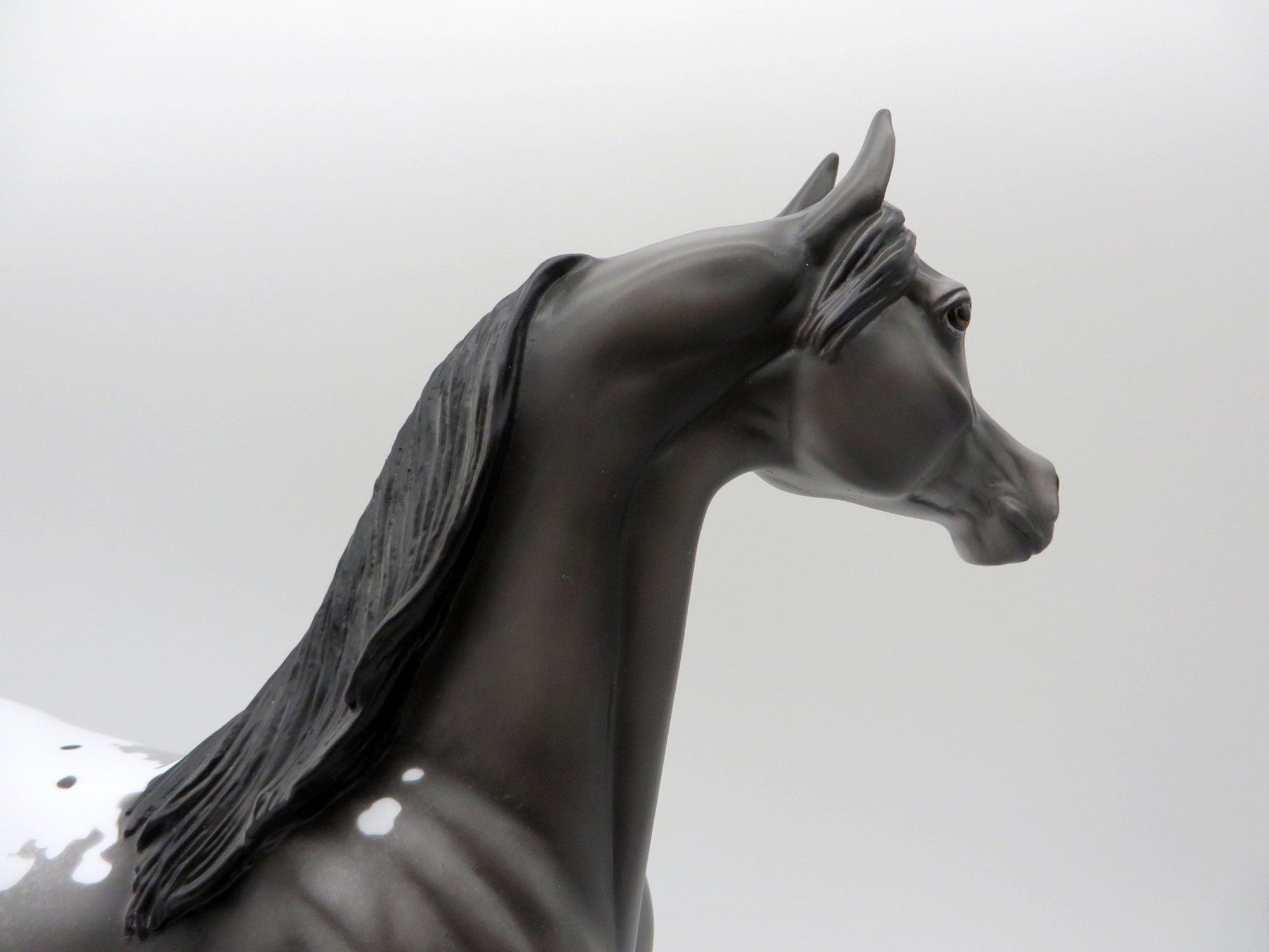 Thunder Rolls-LE-3 Black Appaloosa Arabian 5/14/21