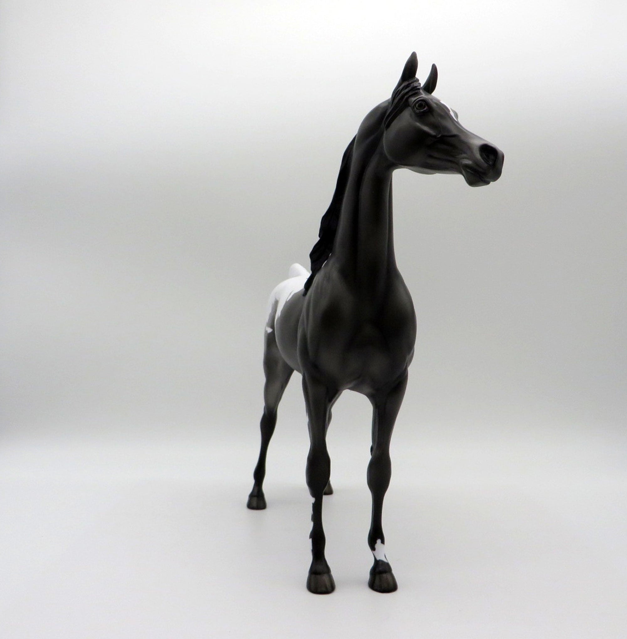 Thunder Rolls-LE-3 Black Appaloosa Arabian 5/14/21